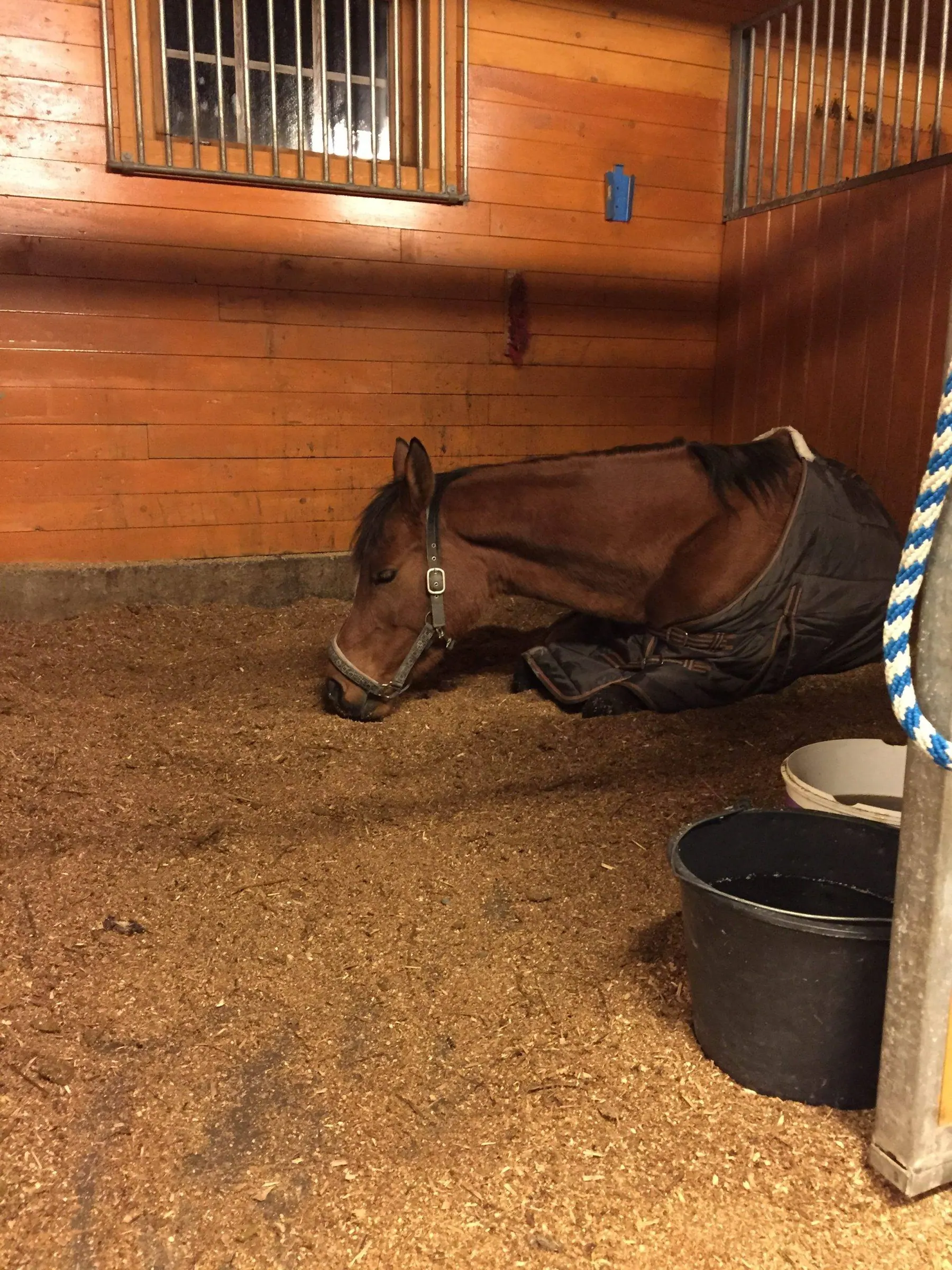 En brun hest ligger på strøet i en stallboks.