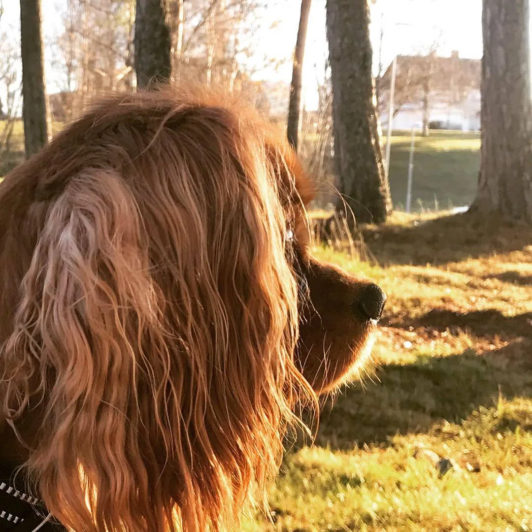 En langhåret, rødbrun hund sett fra siden i sollys mellom trær.
