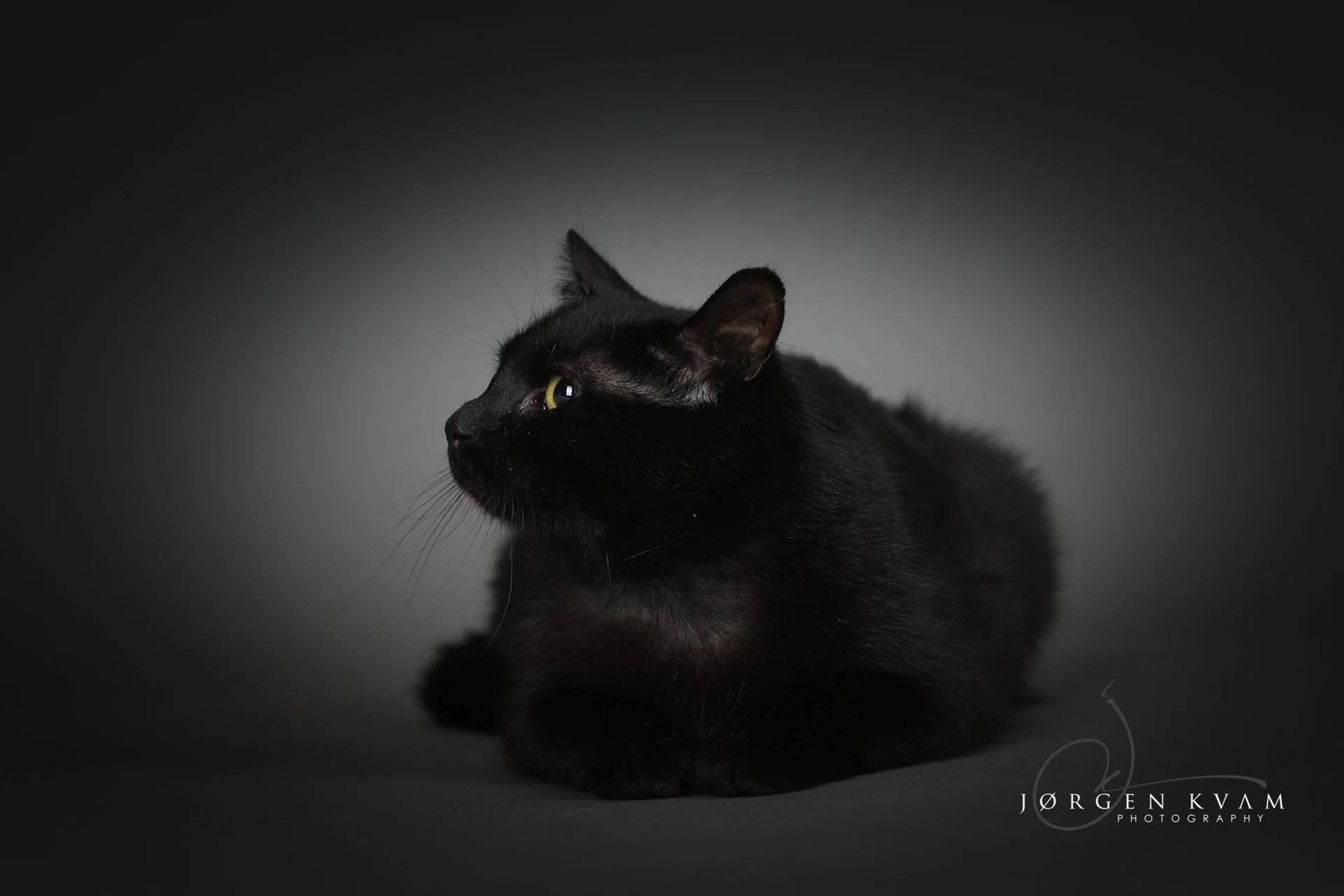 En svart katt ligger og ser til siden mot mørk bakgrunn.