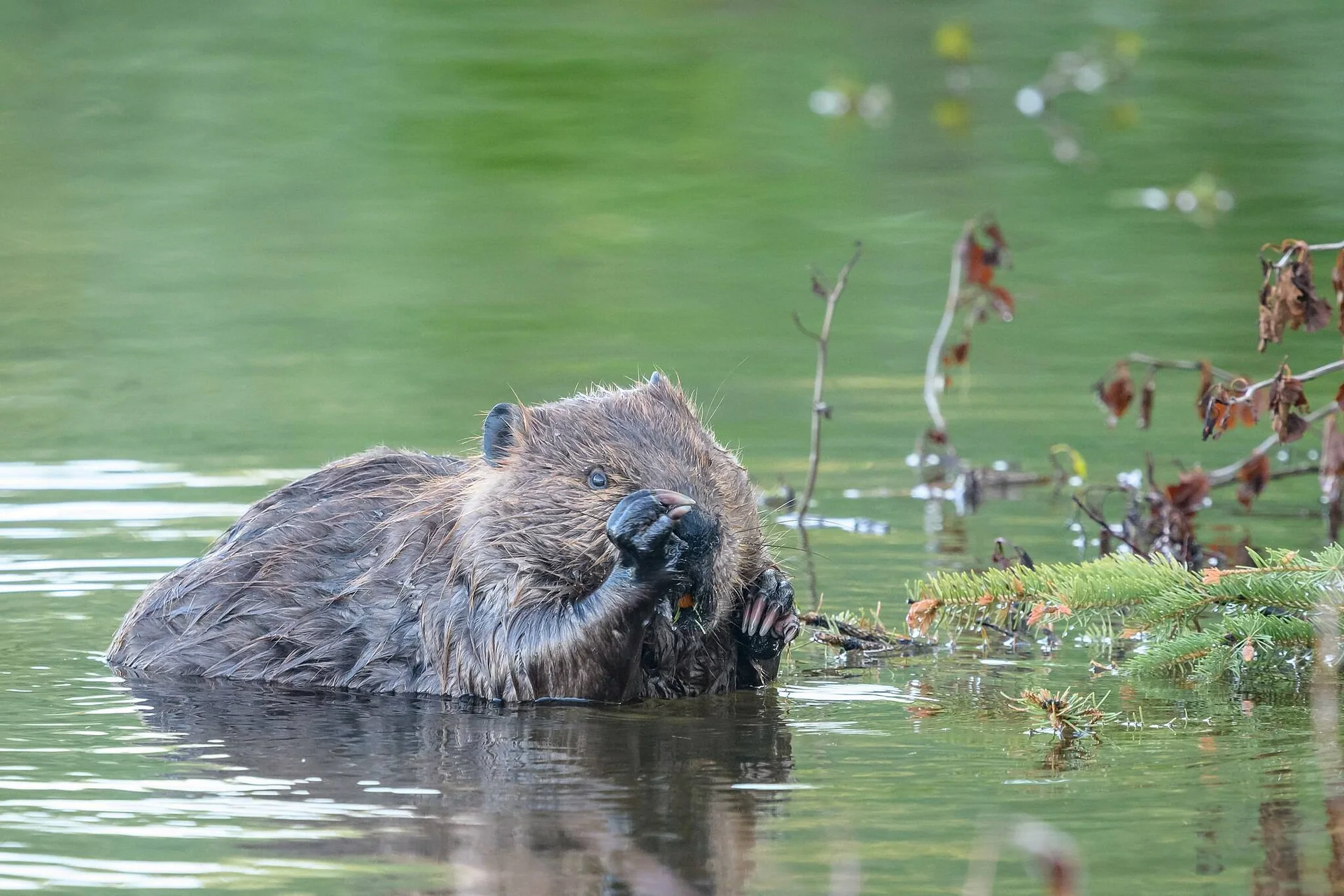 Bever med forpotene foran ansiktet, i vann.