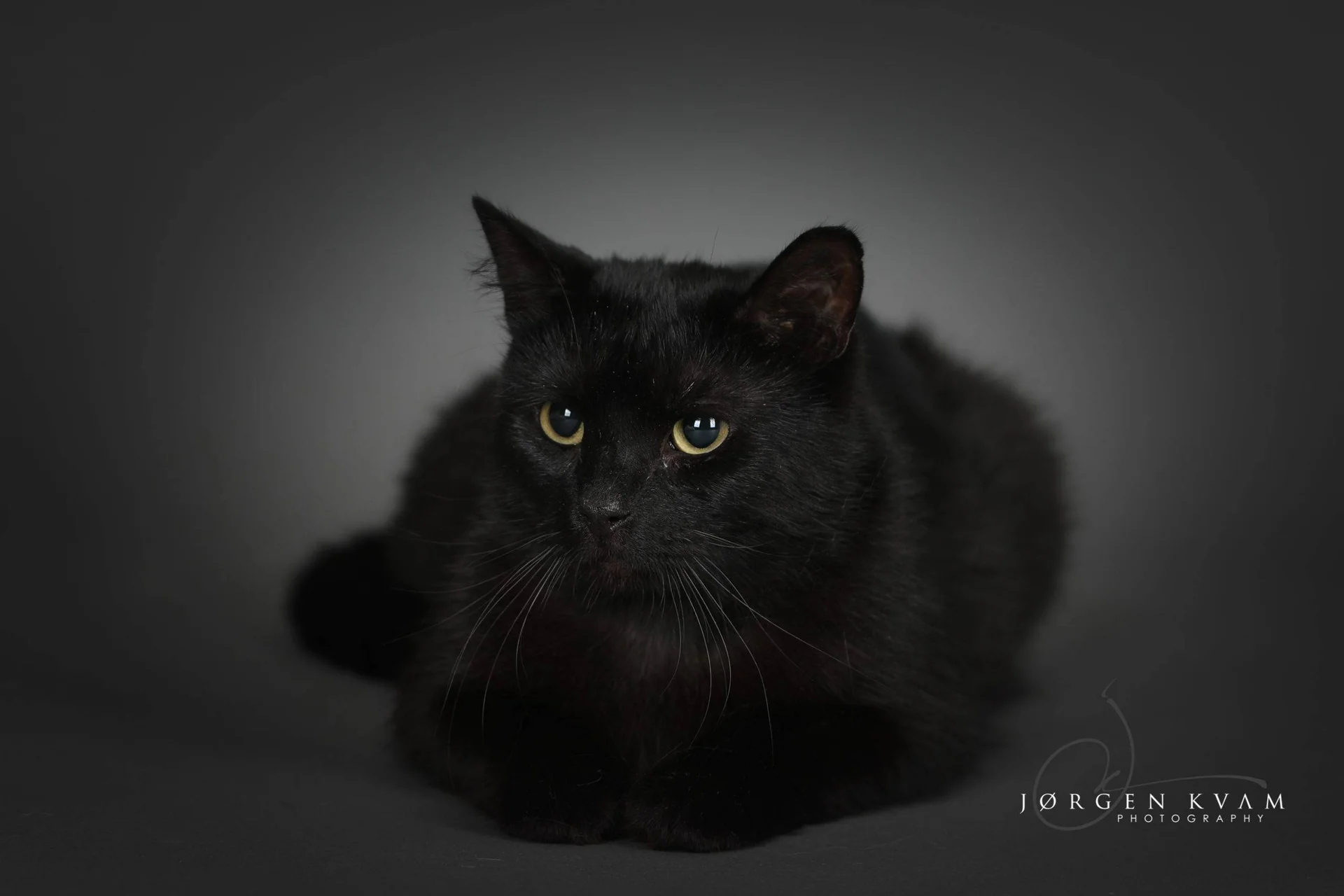En svart katt ligger og ser mot kameraet mot mørk bakgrunn.