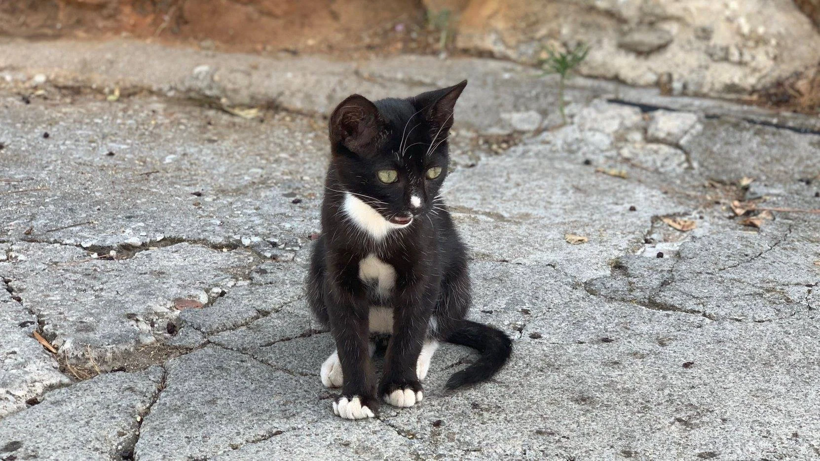 Svart og hvit kattunge som sitter på bakken.