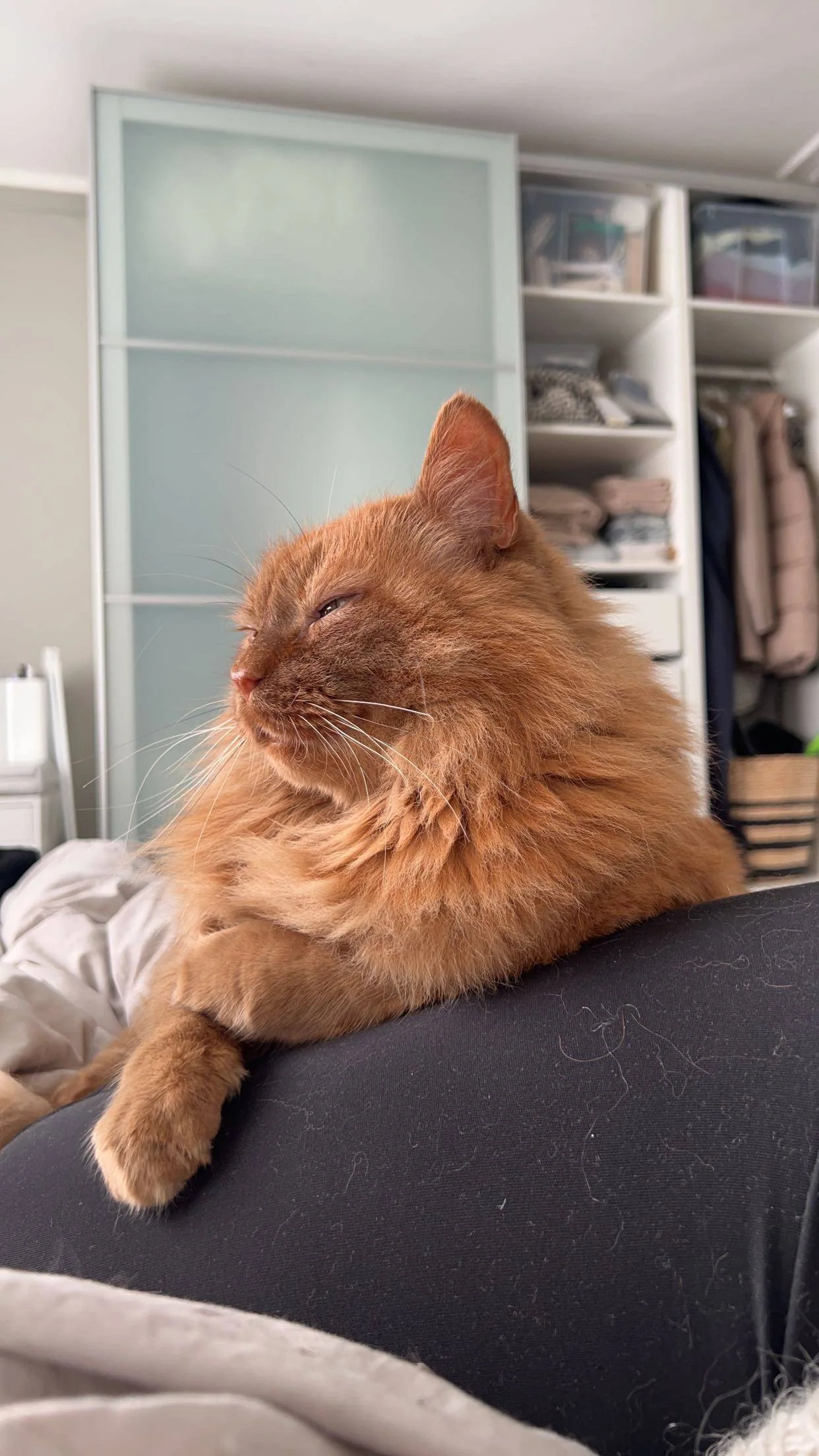 Rød katt som ligger og koser seg. Skap i bakgrunnen.