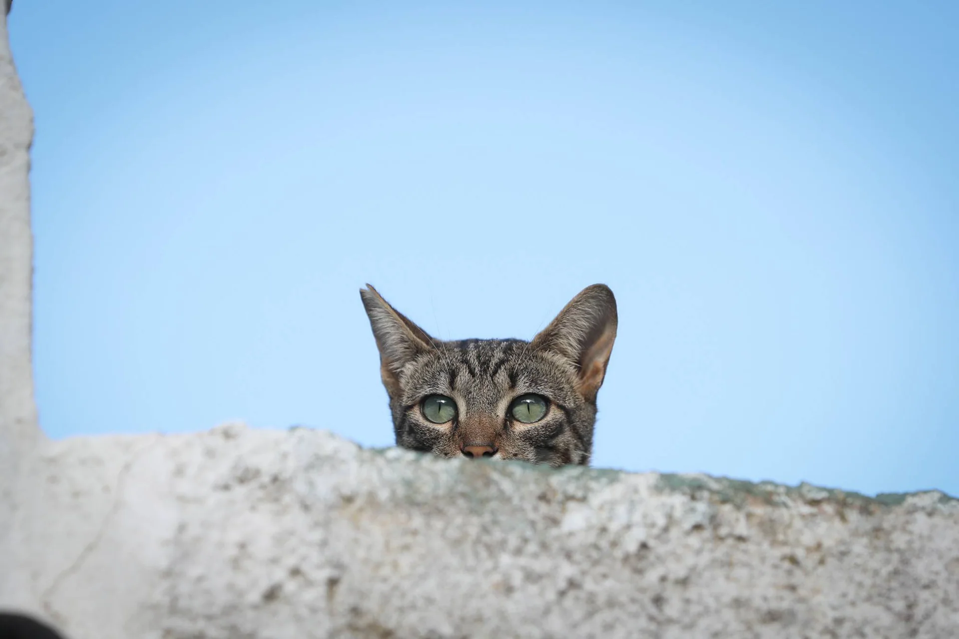 En stripete katt som stikker hodet opp over en mur. Blå himmel i bakgrunnen.