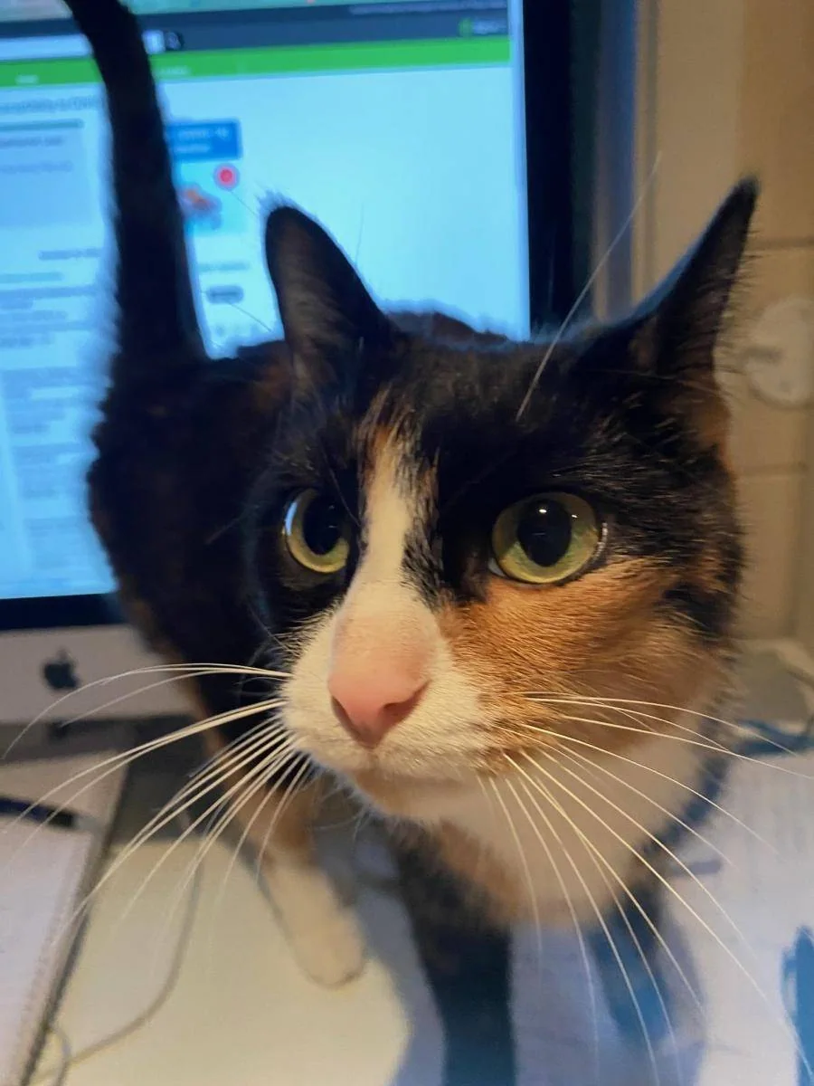 En trefarget katt sitter tett ved en dataskjerm.