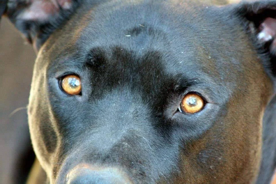 Nærbilde av øynene og pannen til en svart hund.
