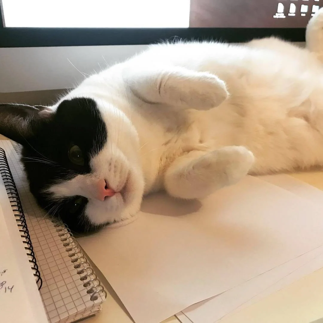 En svart og hvit katt ligger på ryggen oppå papirer på et skrivebord.