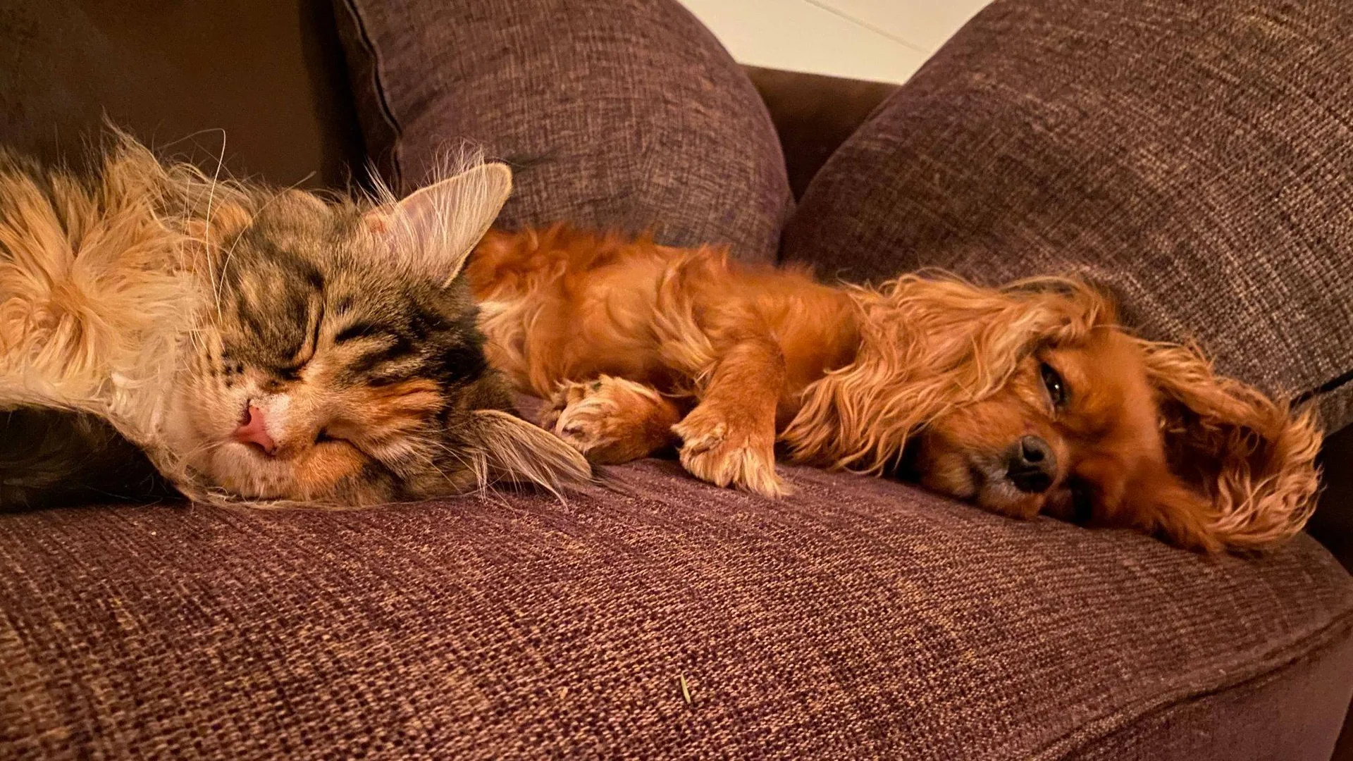 hund og katt som sover ved siden av hverandre på sofaen.