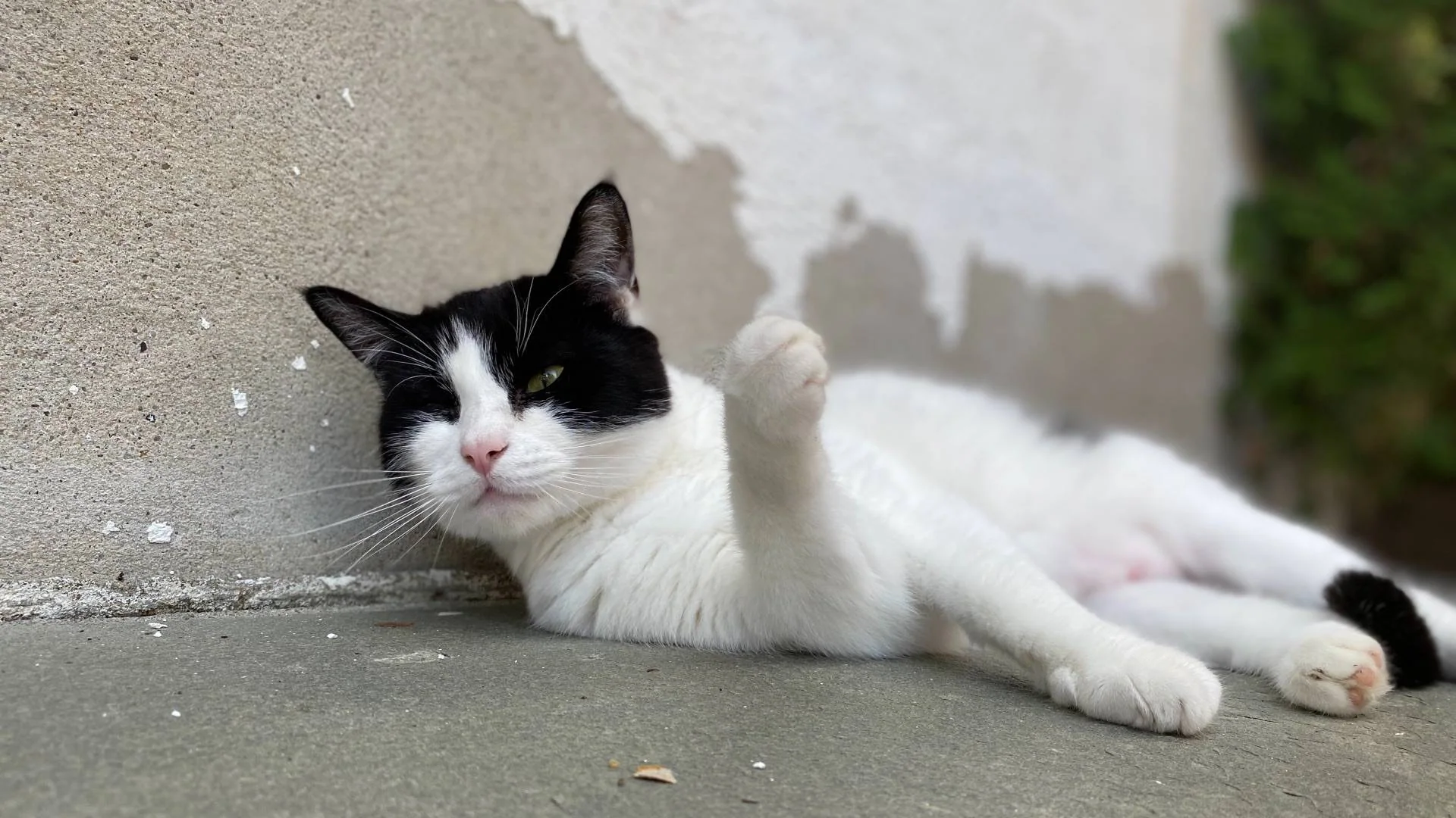En svart og hvit katt ligger ved en vegg med en pote løftet.