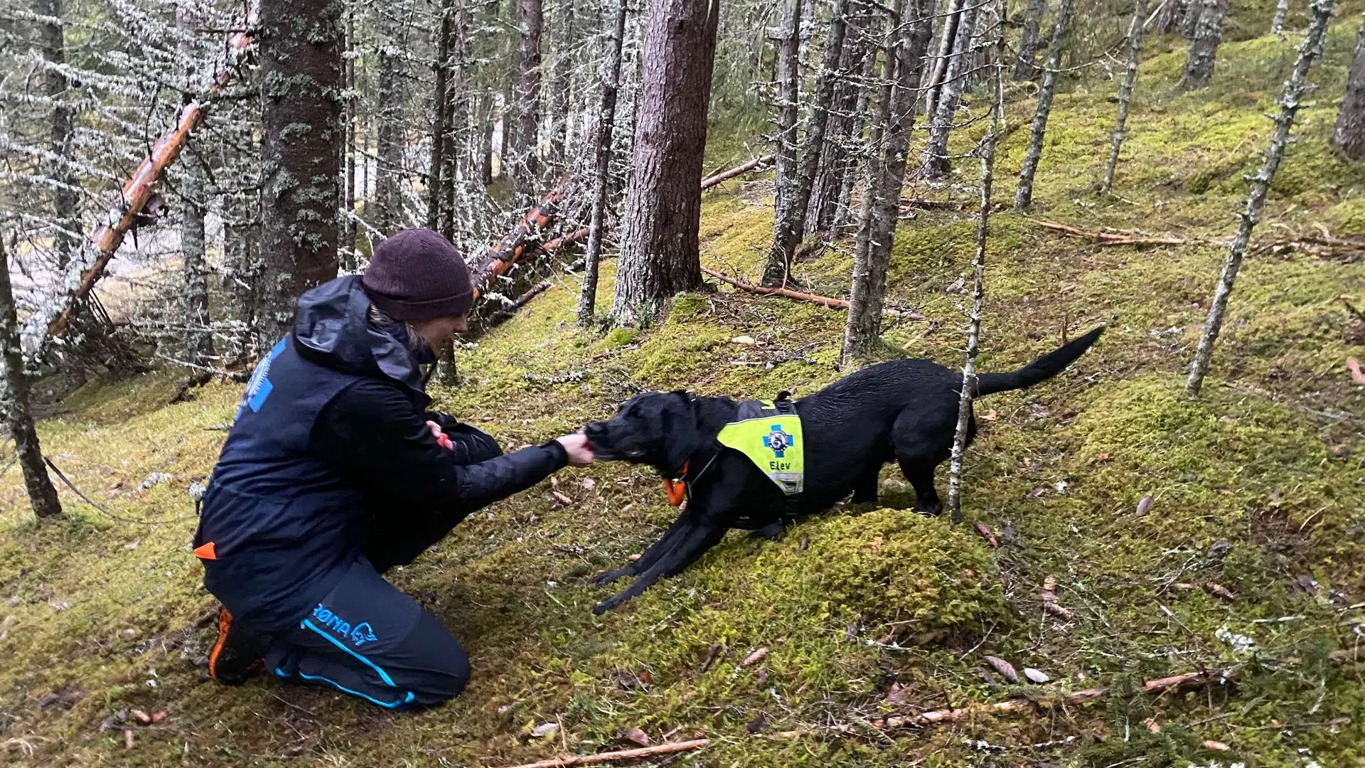 Hundefører i regnklær leker med Leo, en svart labrador og redningshund-elev, i skogen.