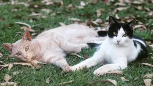 To katter ligger ute i gresset. forpotene berører hverandre. Den ene katten er rød og hvit, den andre er svart og hvit.