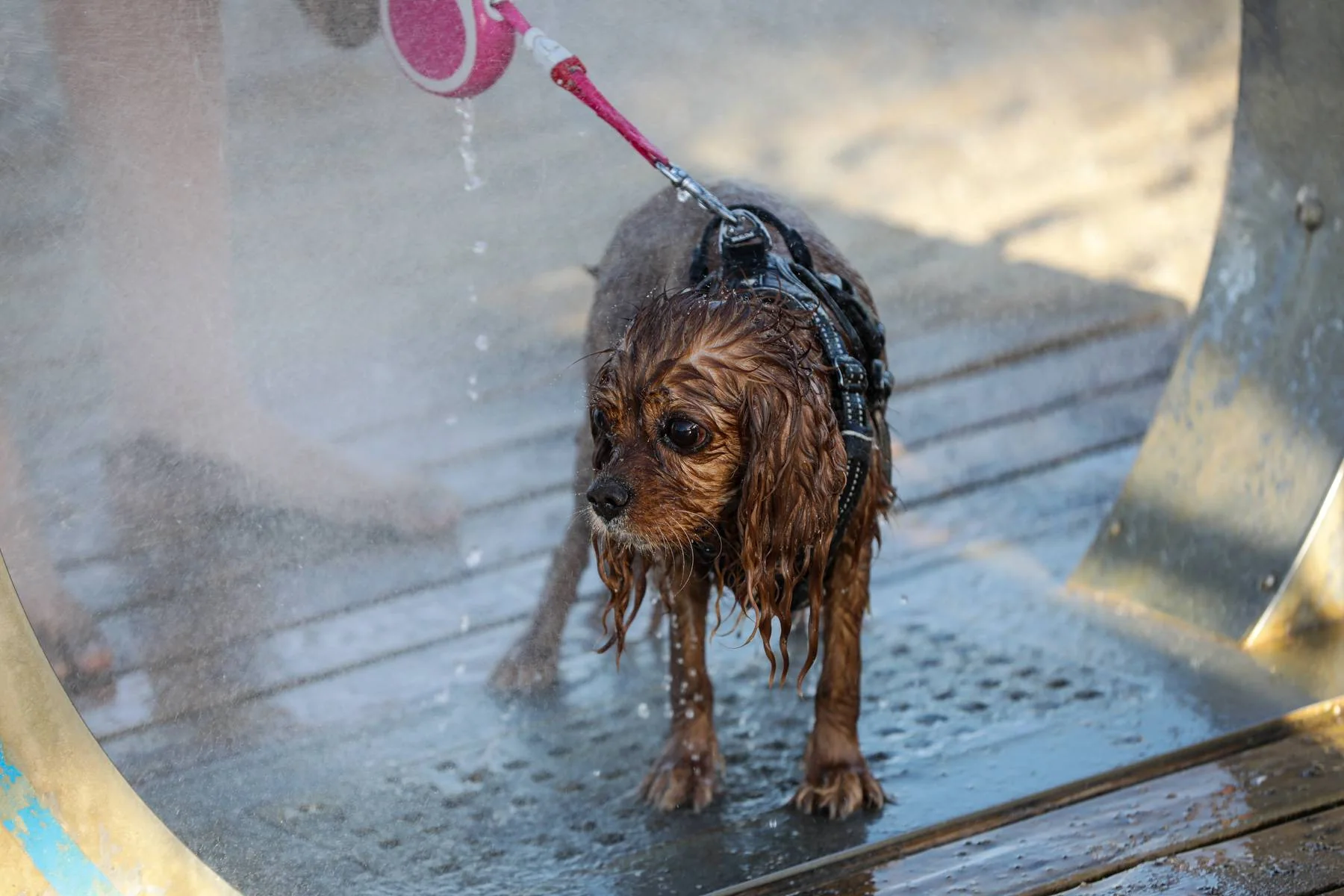 En våt, liten hund med sele står på en spyleplass.