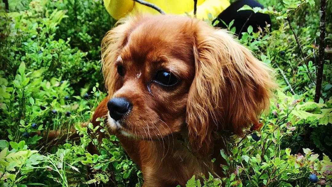 Brun liten hund, hodet stikker opp av blåbærlyng. Omgitt av blåbærlyng.