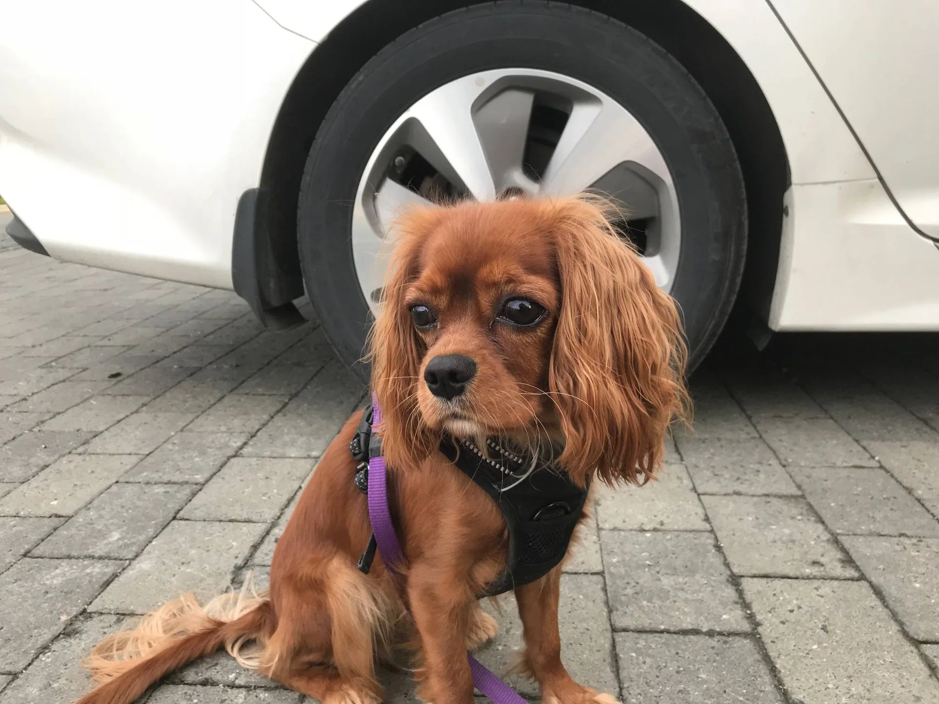 En liten, rødbrun hund med sele sitter ved et bilhjul.