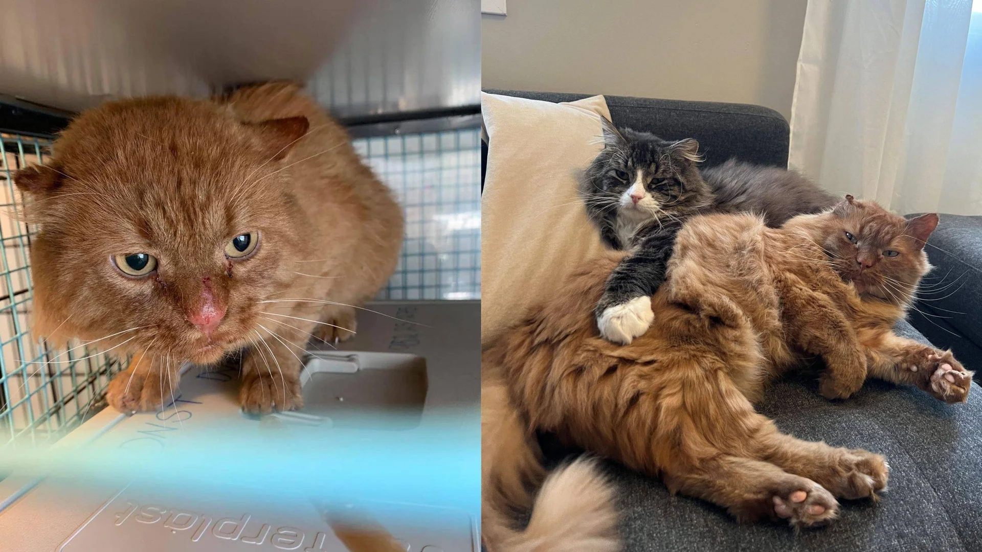 Bildemontasje: To bilder av samme katt. Ett der han er redd og har sår i ansiktet, ett der han slapper av med an annen katt.