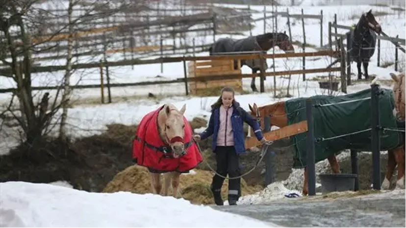 Ung jente som leier en hest forbi luftegårder med andre hester.