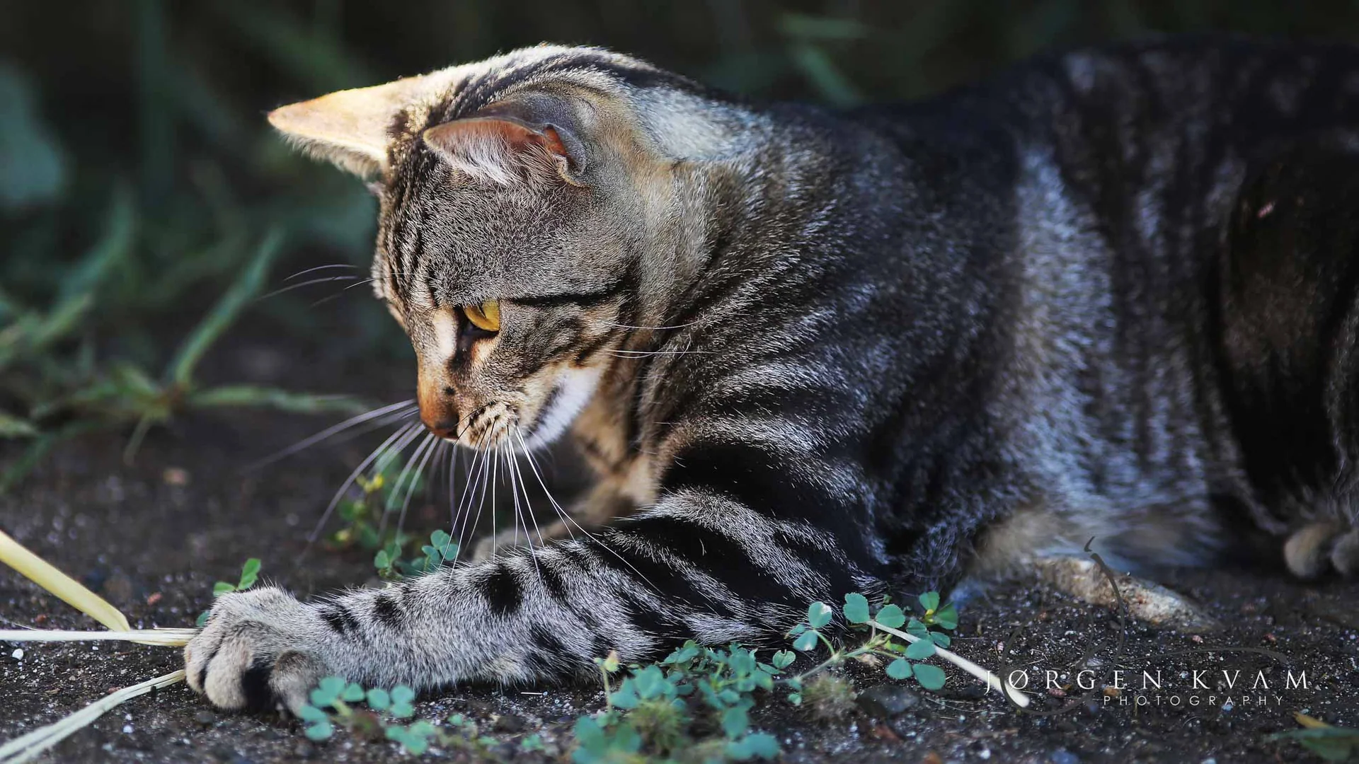 Grå og svartstripete katt som leker med et strå på gress og jordbunn.