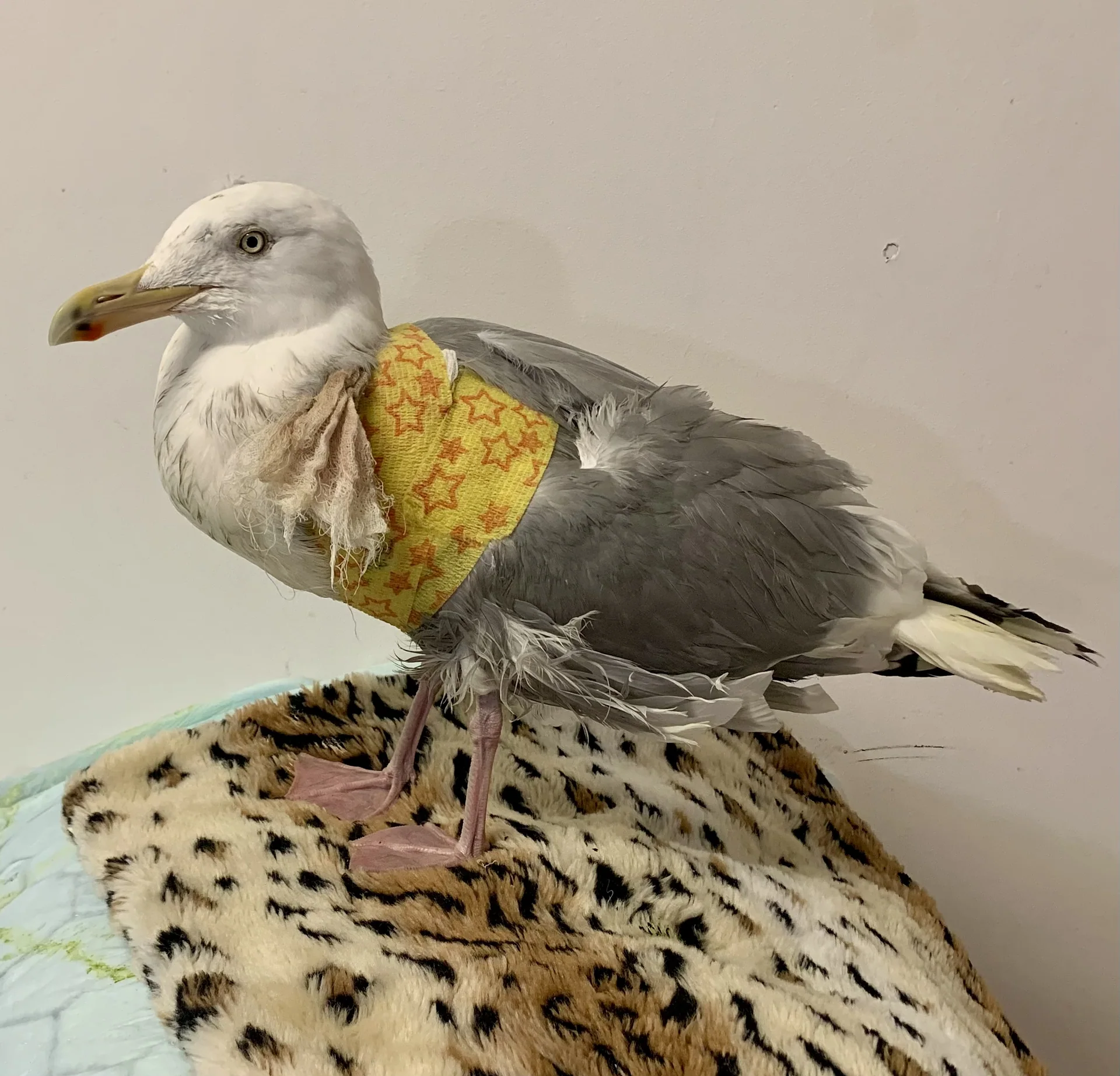 Gråmåke med gul bandasje rundt vingen står på et leopardmønstret pledd.