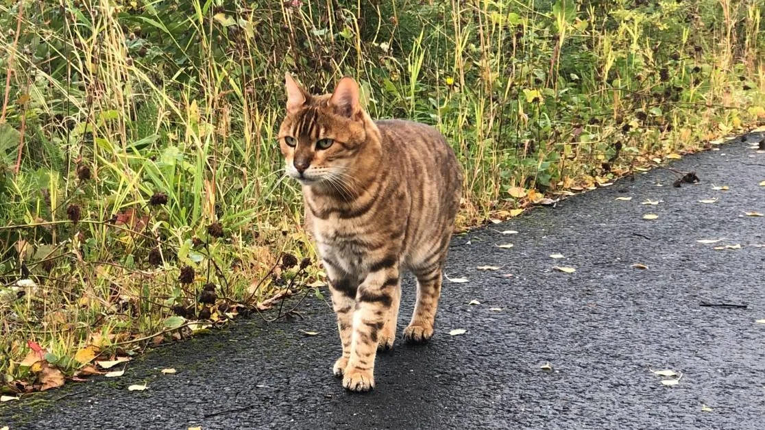 Tigerstripet brun/svart/hvit katt som går på fuktig asfalt. Gress og busker i bakgrunnen.