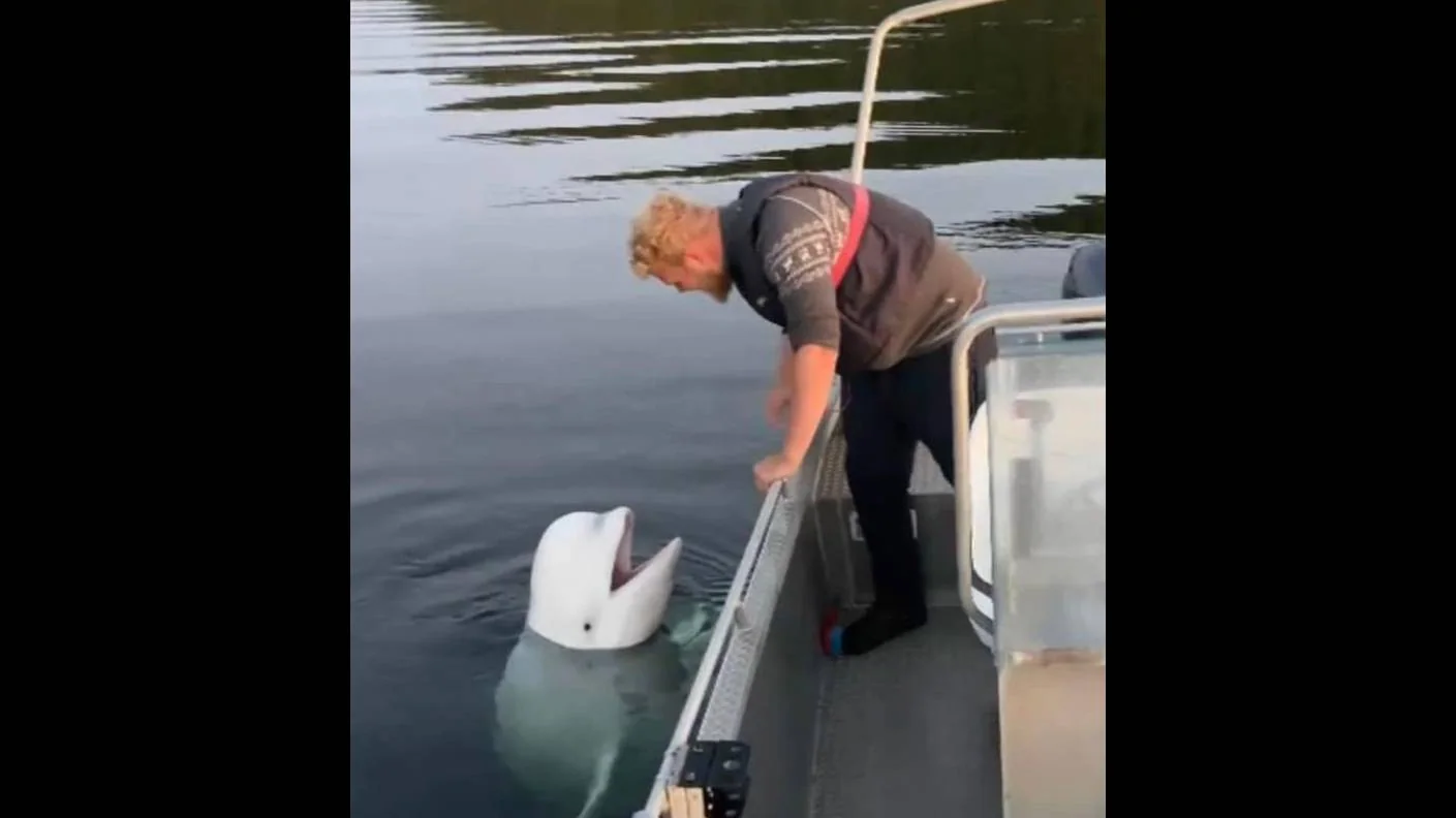 En person bøyer seg over båtripa mot en hvithval med åpen munn.