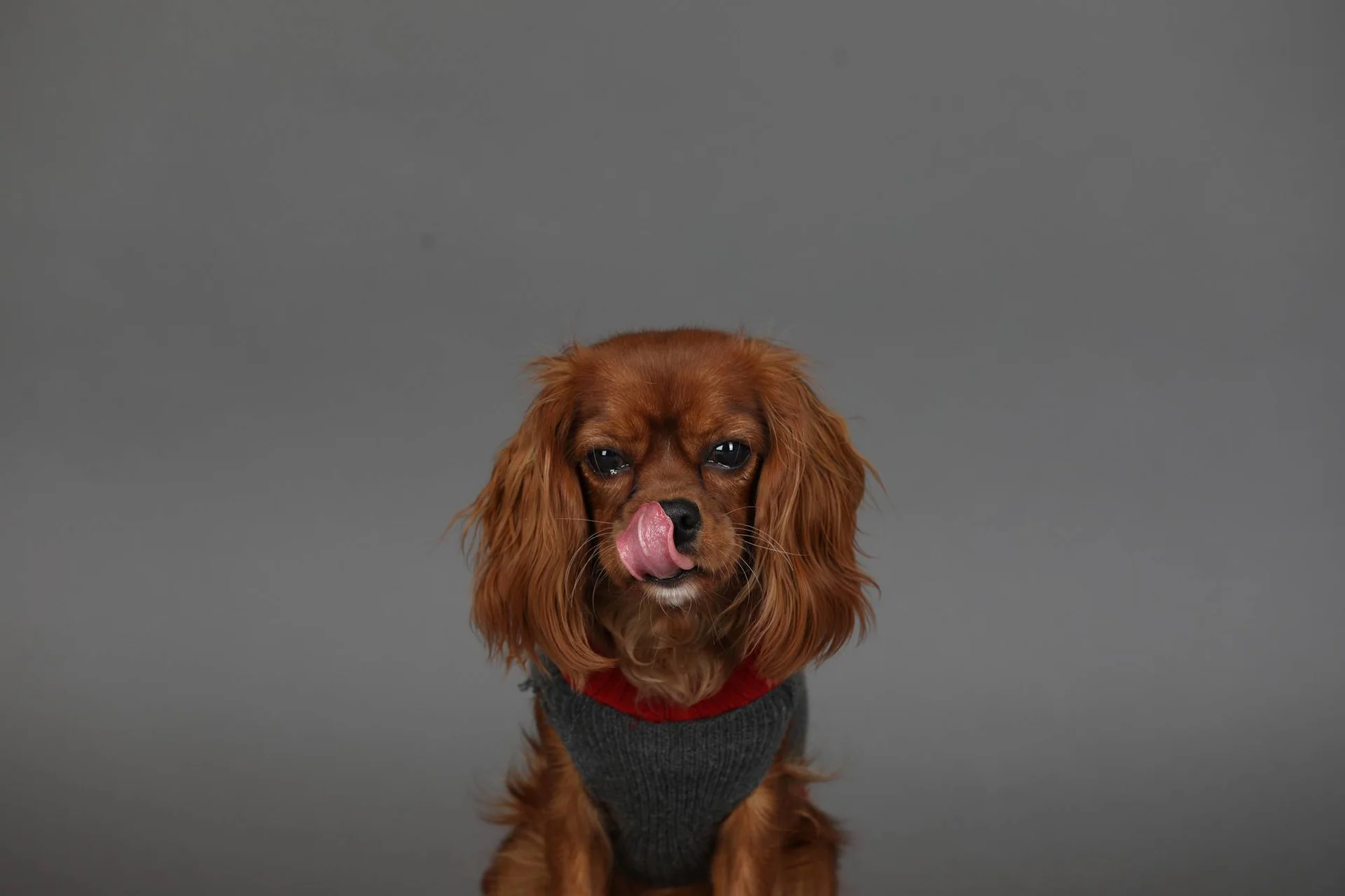 En rødbrun hund med grått dekken slikker seg rundt nesen.