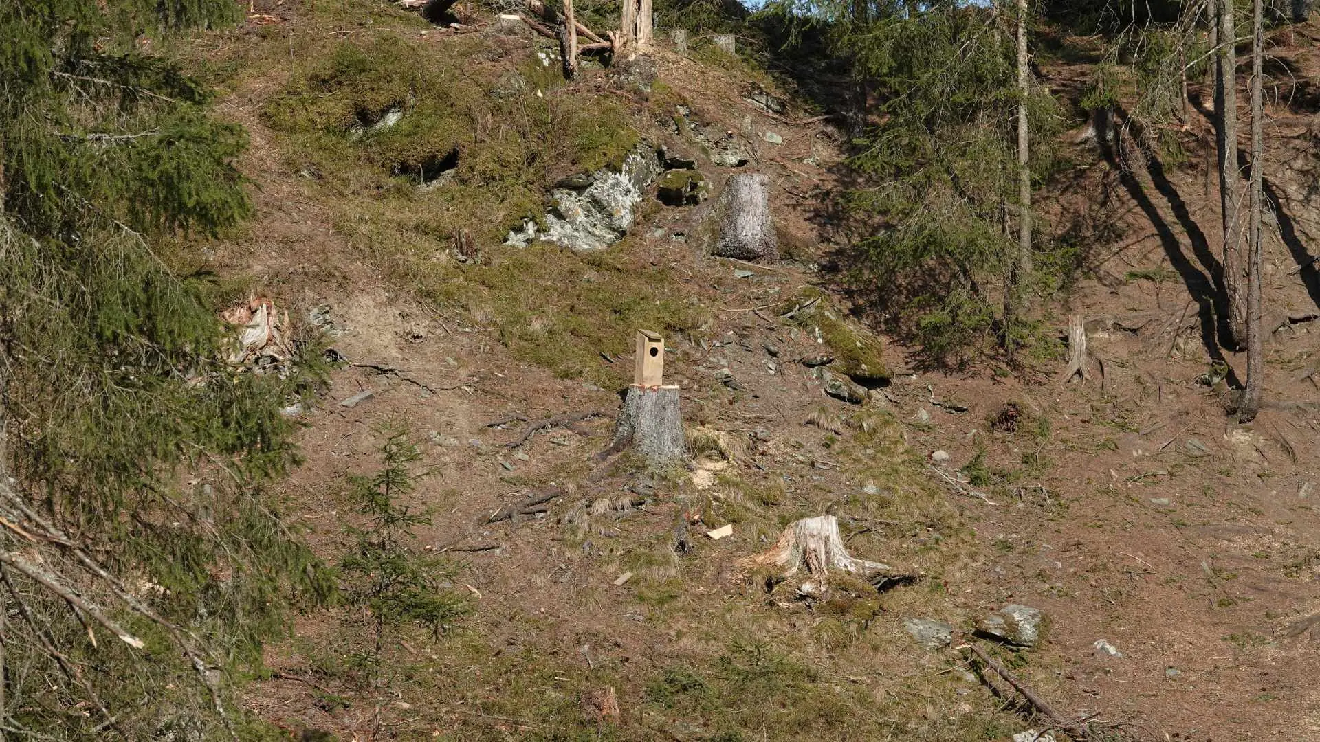 Fuglekasse som står igjen på en stubbe i et hogstfelt.