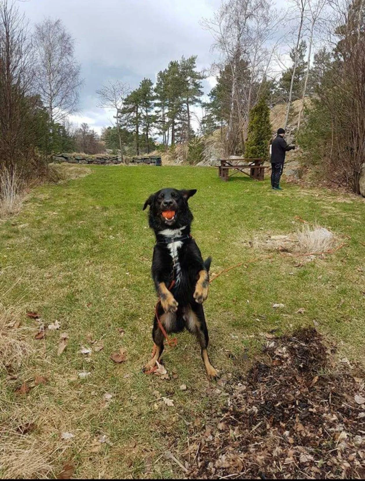 En svart og brun hund står på bakbeina på en skogssti.