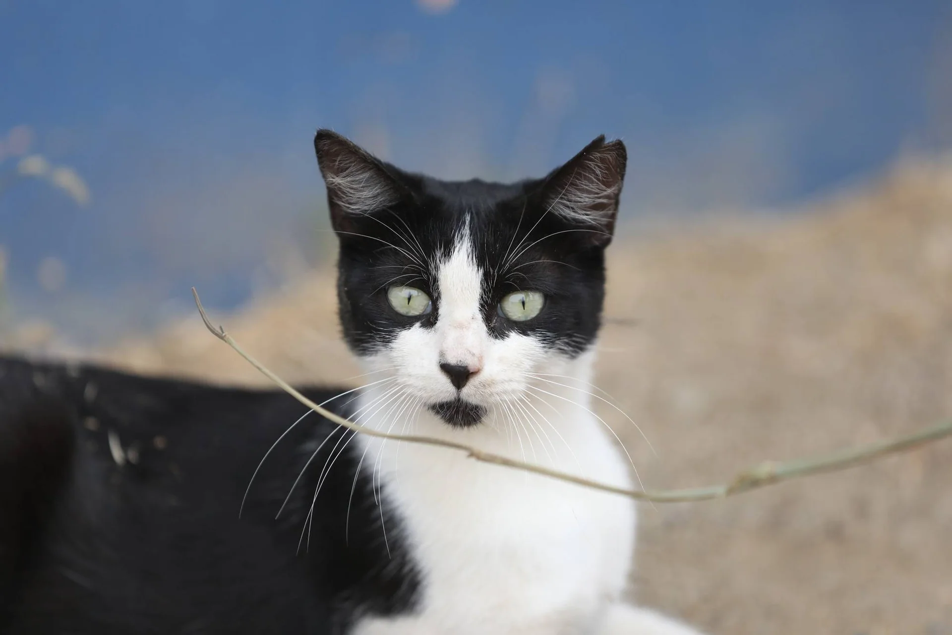 Portrett av en svart og hvit katt utendørs.