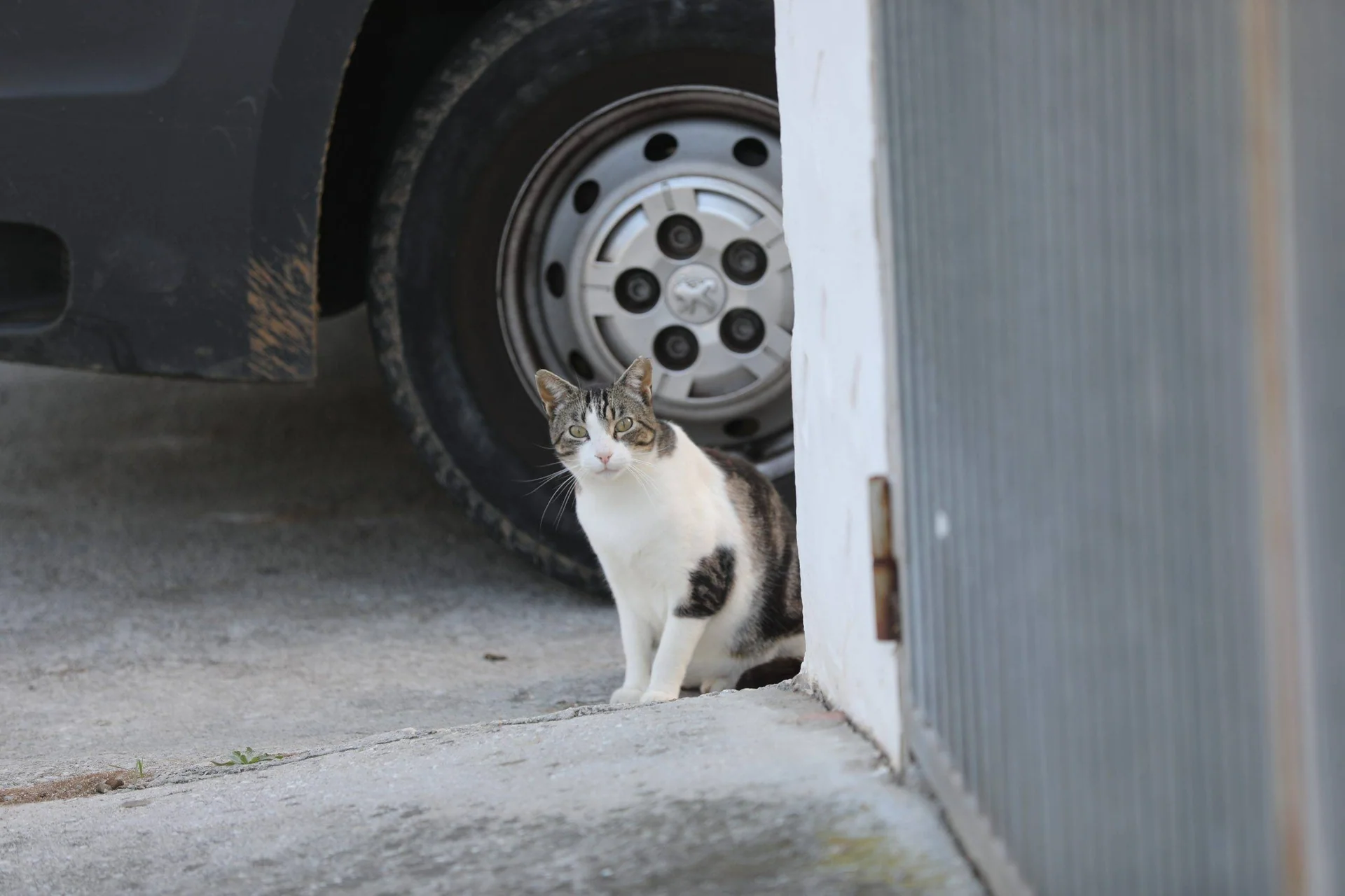 En hvit og stripete katt sitter ved en port med et bilhjul bak seg.