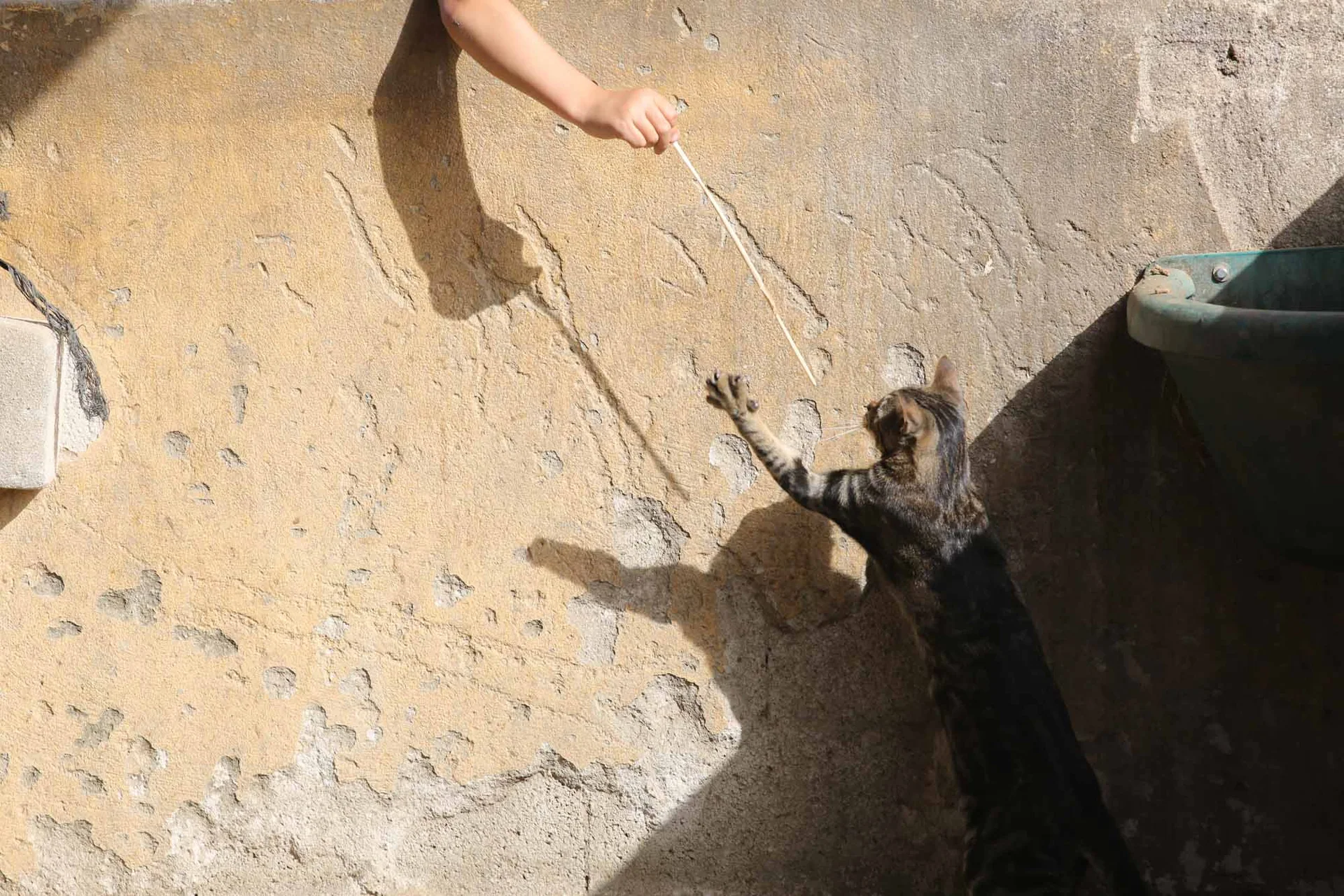 En katt strekker seg opp mot en leke som holdes foran en mur.