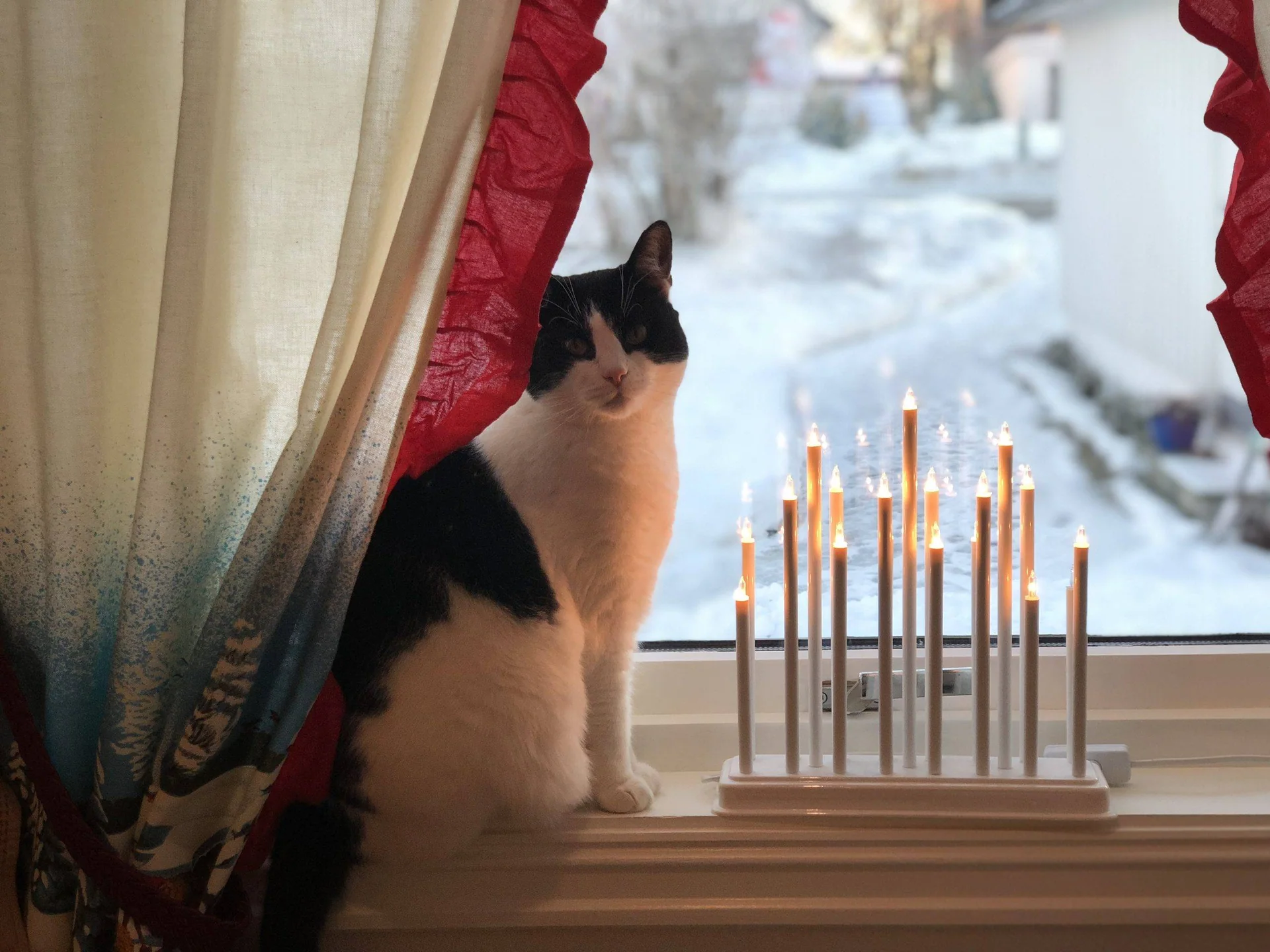 En svart og hvit katt sitter i vinduskarmen ved en elektrisk adventsstake.
