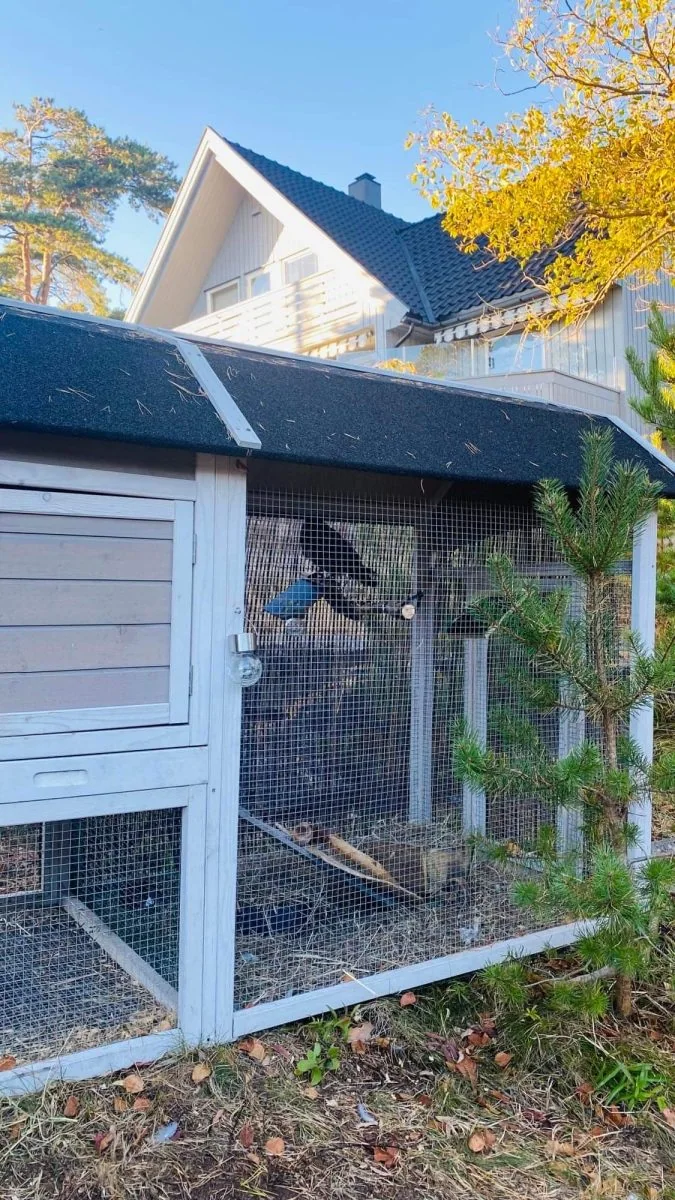 En fugleinnhegning med netting er bygget inntil et hus.