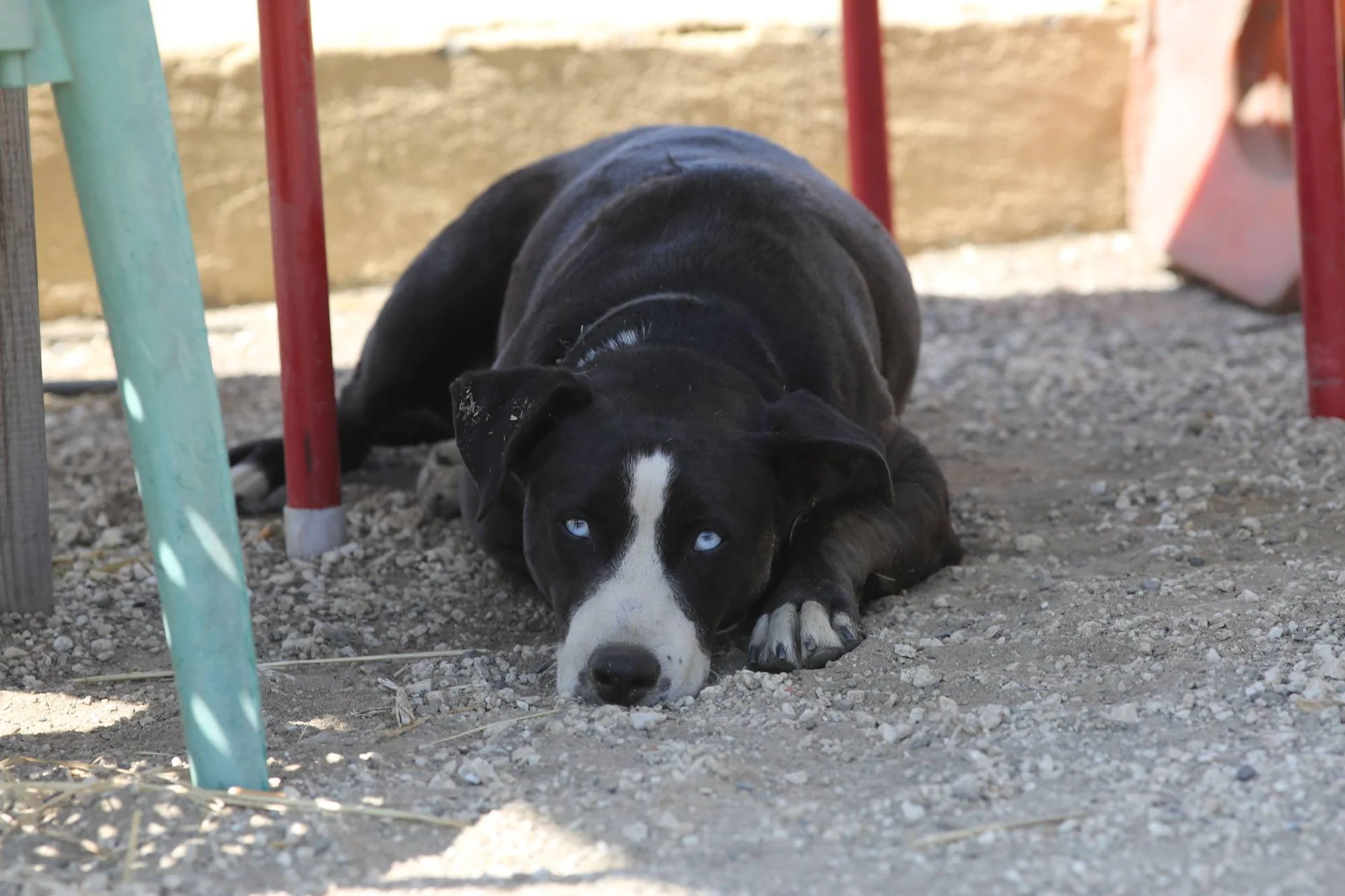 En svart hund med hvitt bliss og blå øyne ligger under et bord.
