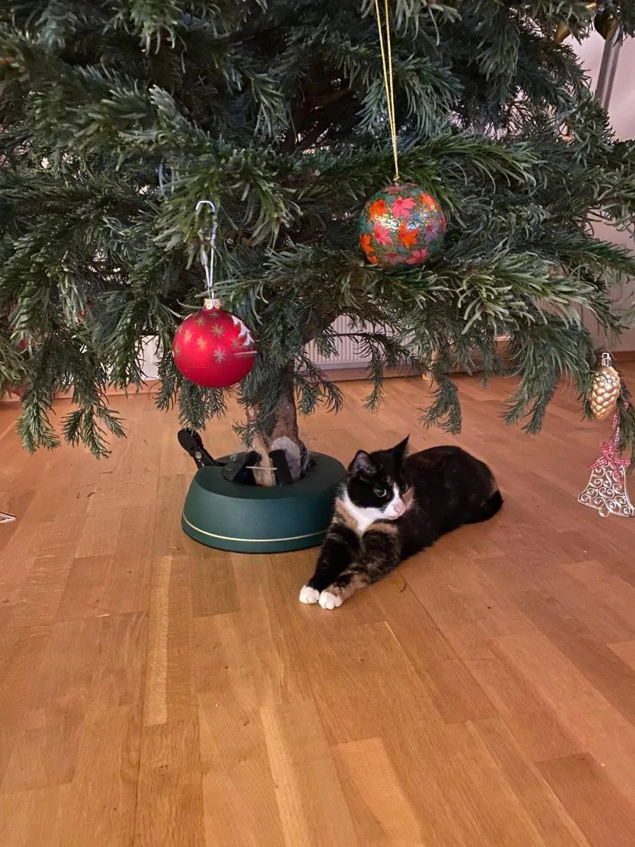 En svart og hvit katt ligger under et juletre med røde kuler.