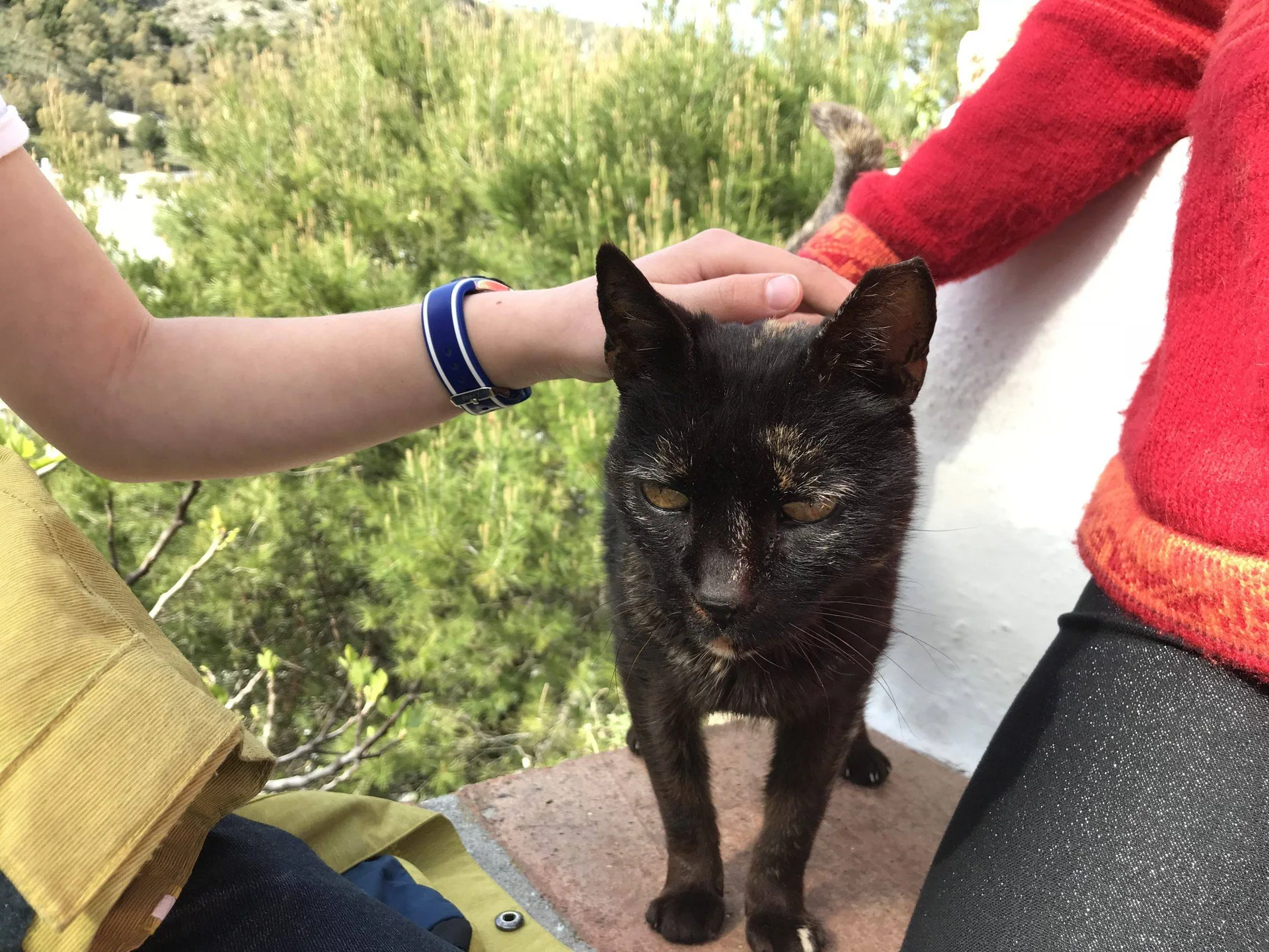 En svart katt blir klappet på hodet av to personer.