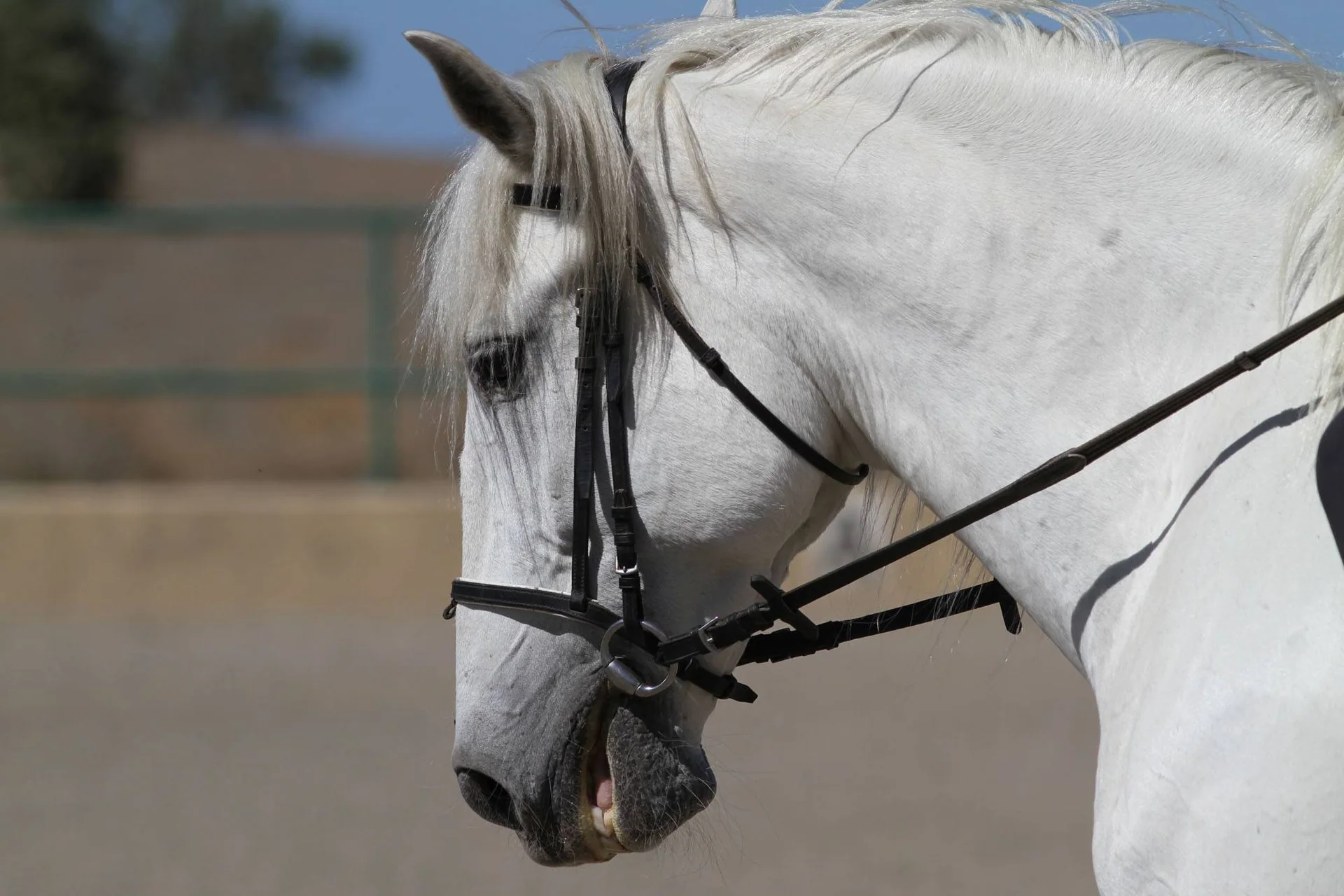 En hvit hest med hodelag sett fra siden.