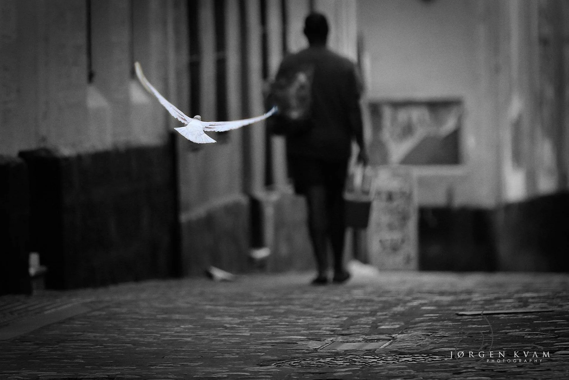 En hvit fugl flyr over en brosteinsgate foran en person, fotografert i svart-hvitt.