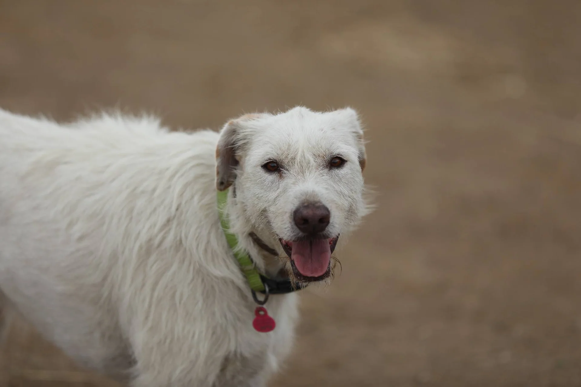 En hvit, rufsete hund med halsbånd ser mot kameraet.