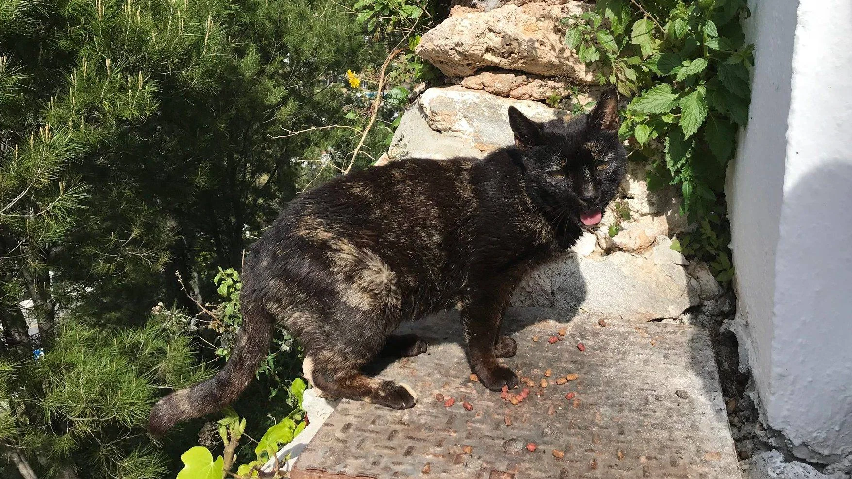 En mørk katt sitter på en smal mur ved busker og steiner.