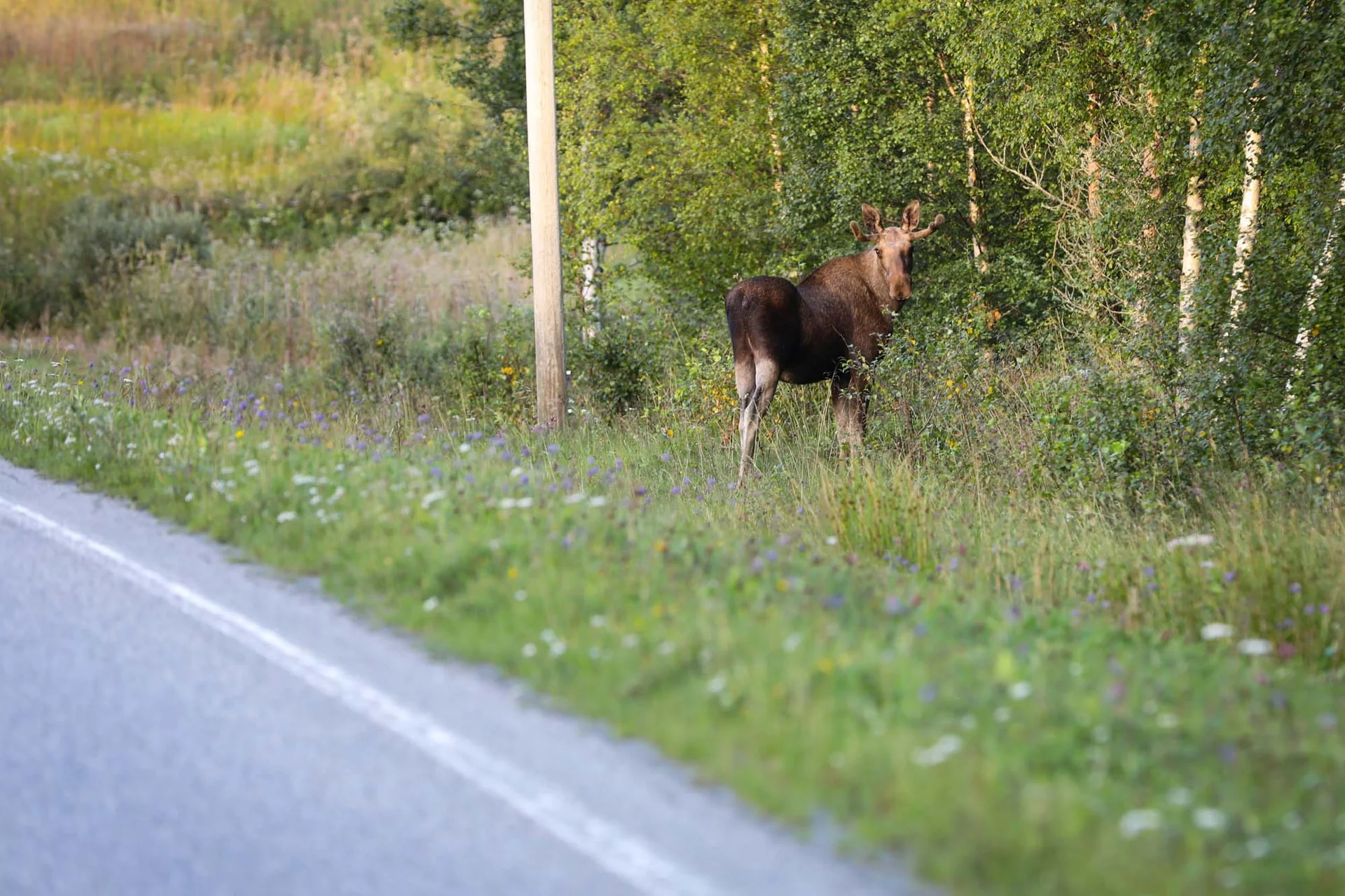 En elg står mellom bjørketrær ved en vei.