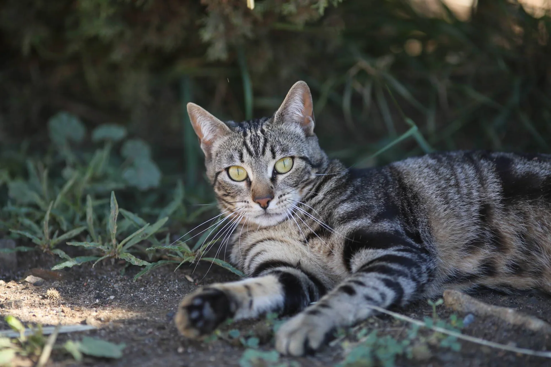En gråstripet katt ligger med forpotene strukket ut på bakken.