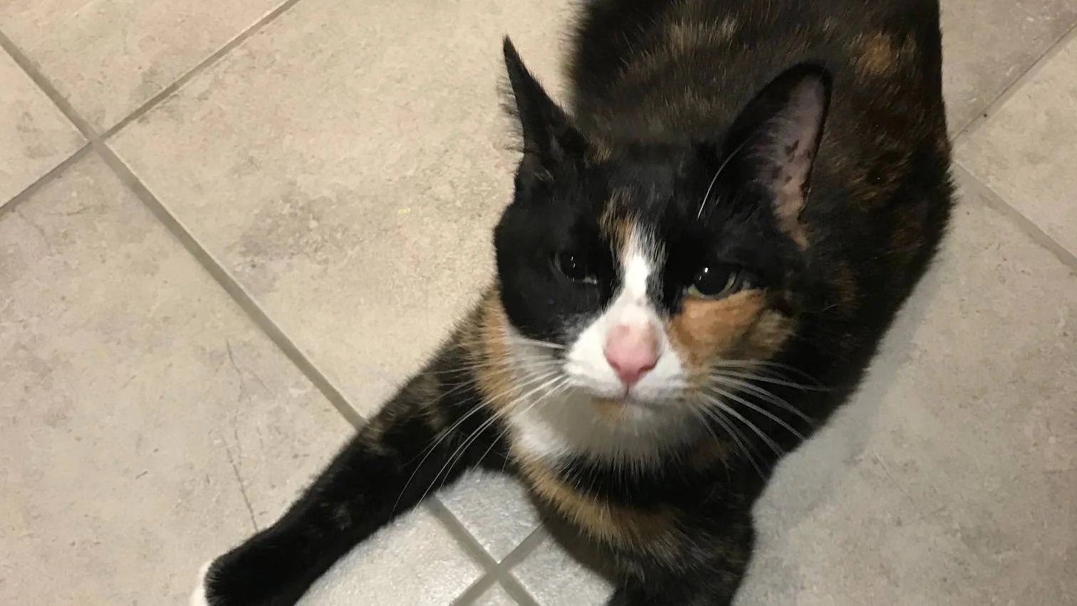 En trefarget katt ligger på et flisgulv og ser opp.