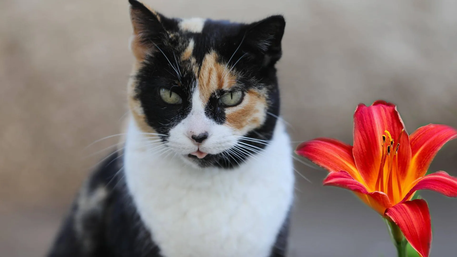 En trefarget katt ved en rød liljeblomst.