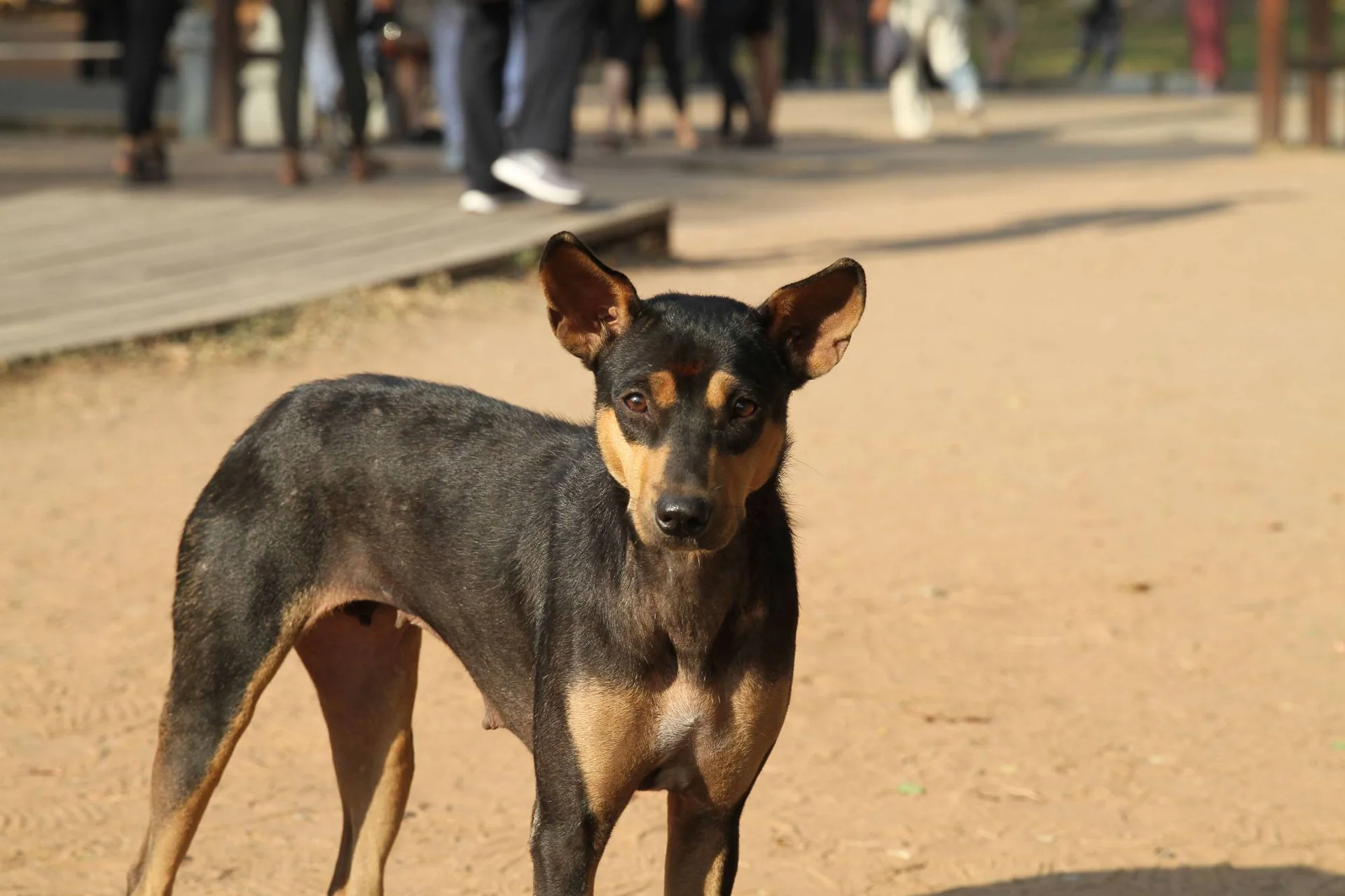 En liten, svart og brun hund står på en sandplass.