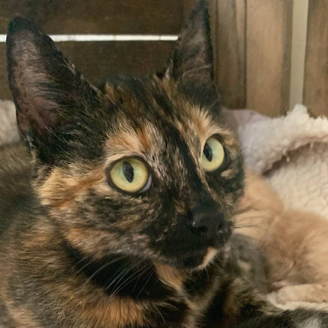 Skilpaddefarget katt med gule øyne ligger og slapper av.