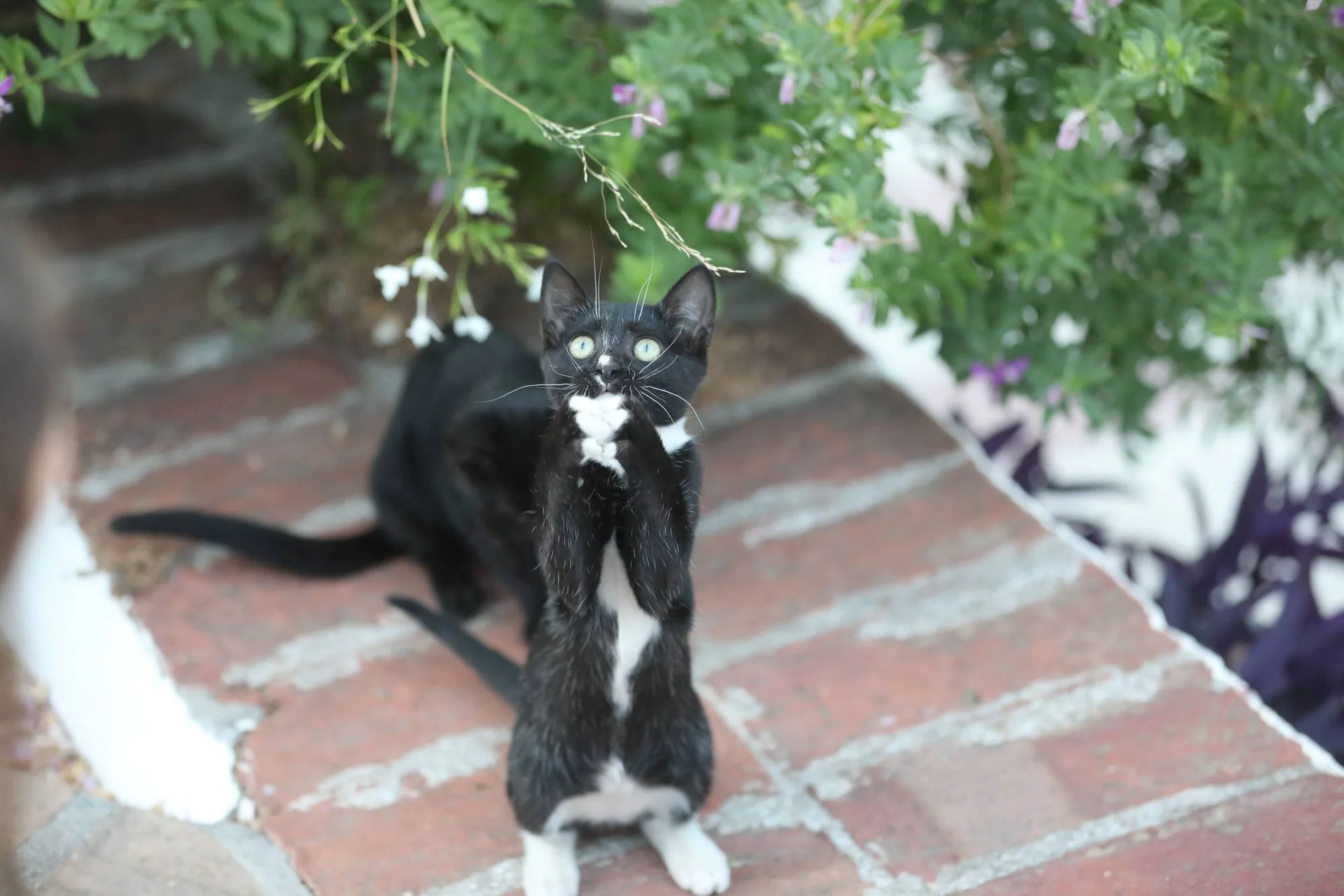 Svart og hvit kattunge som står på bakføttene og trykker forpotene mot hverandre. Katten står på en murkant, under en grønn busk.