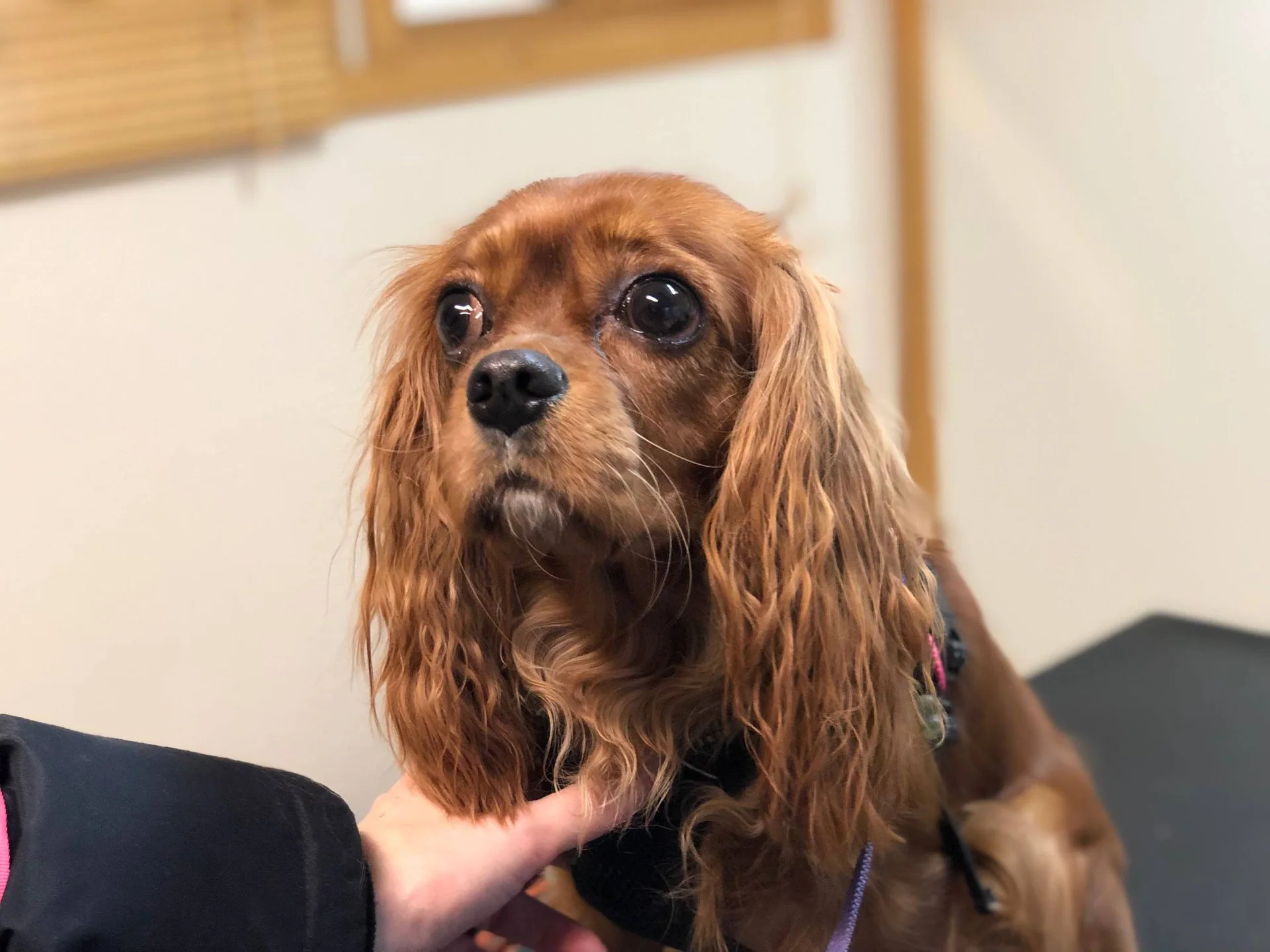 En rødbrun hund med lange ører blir holdt under brystet.