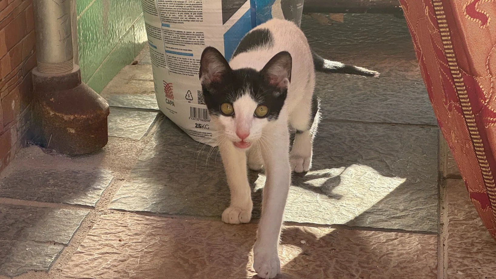 Hvit og svartkatt på grått og brunt flisgulv.