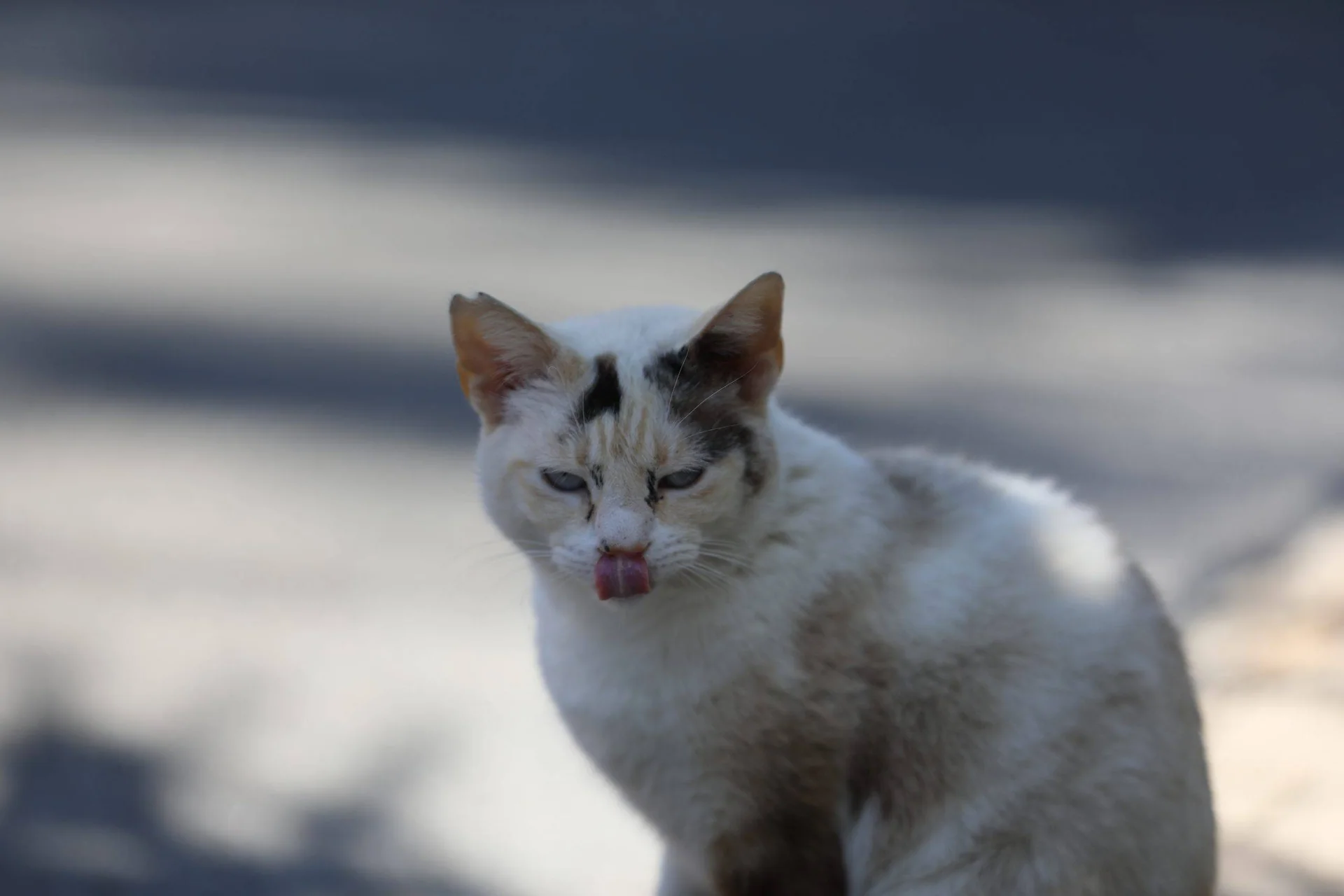 En lys katt med mørke tegninger sitter ute og slikker seg rundt munnen.