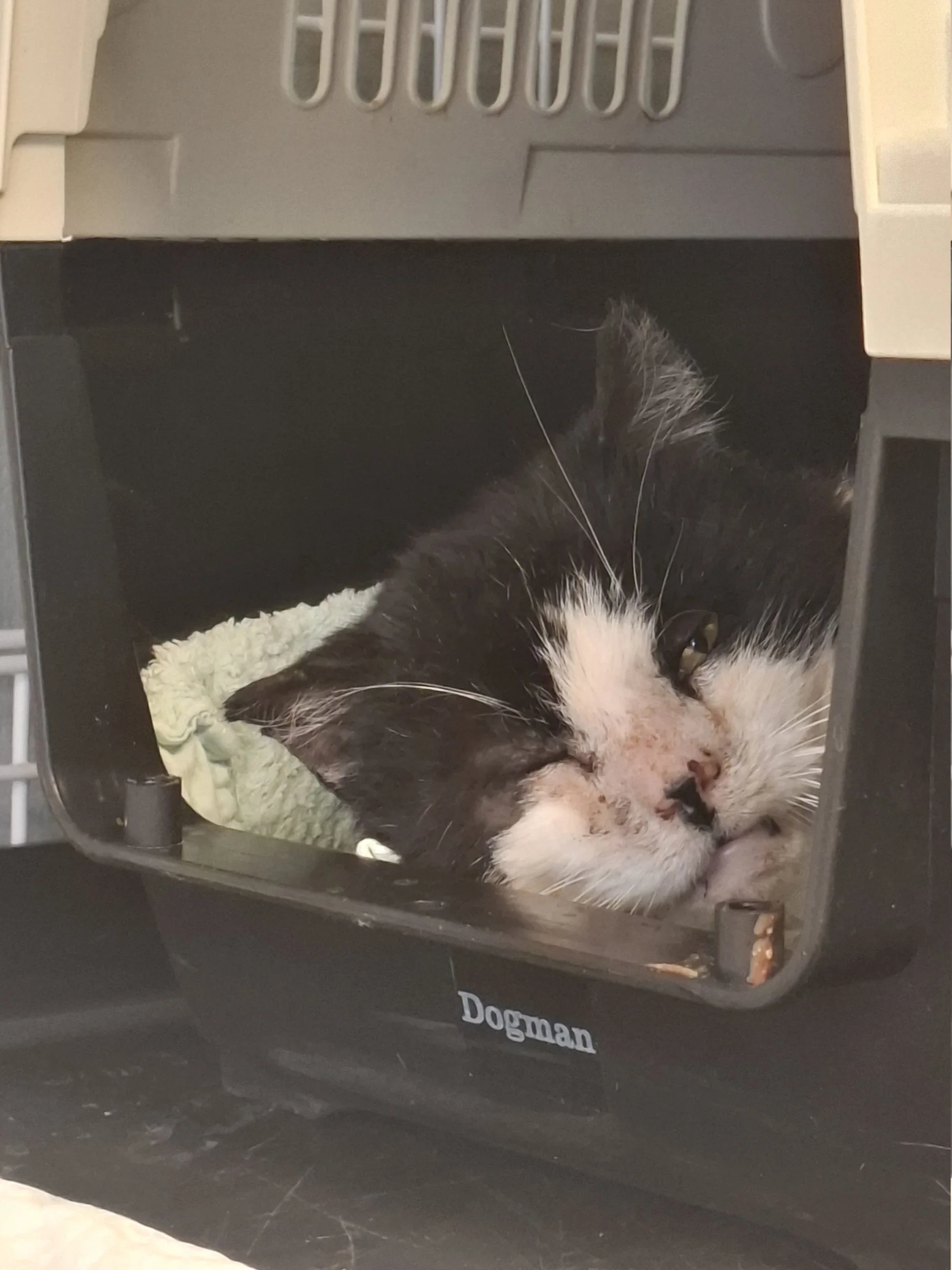 Svart og hvit katt som ligger i et reisebur og slapper av.